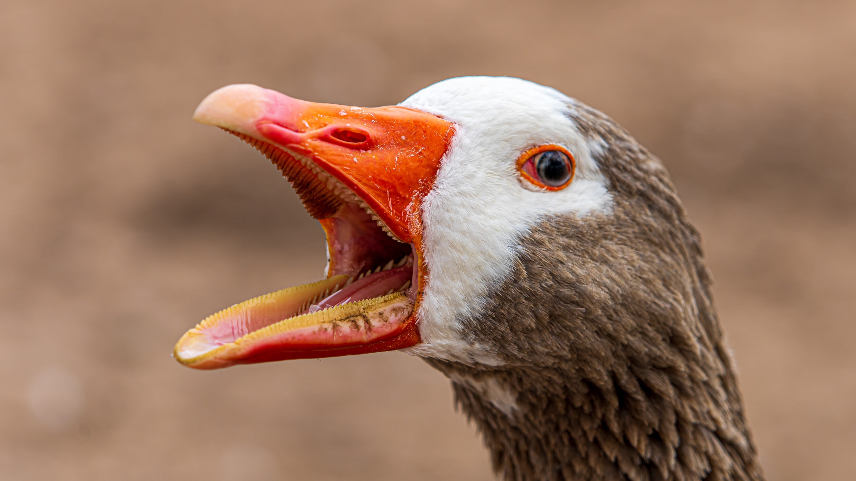 Geese At Los Lagos de Palermo