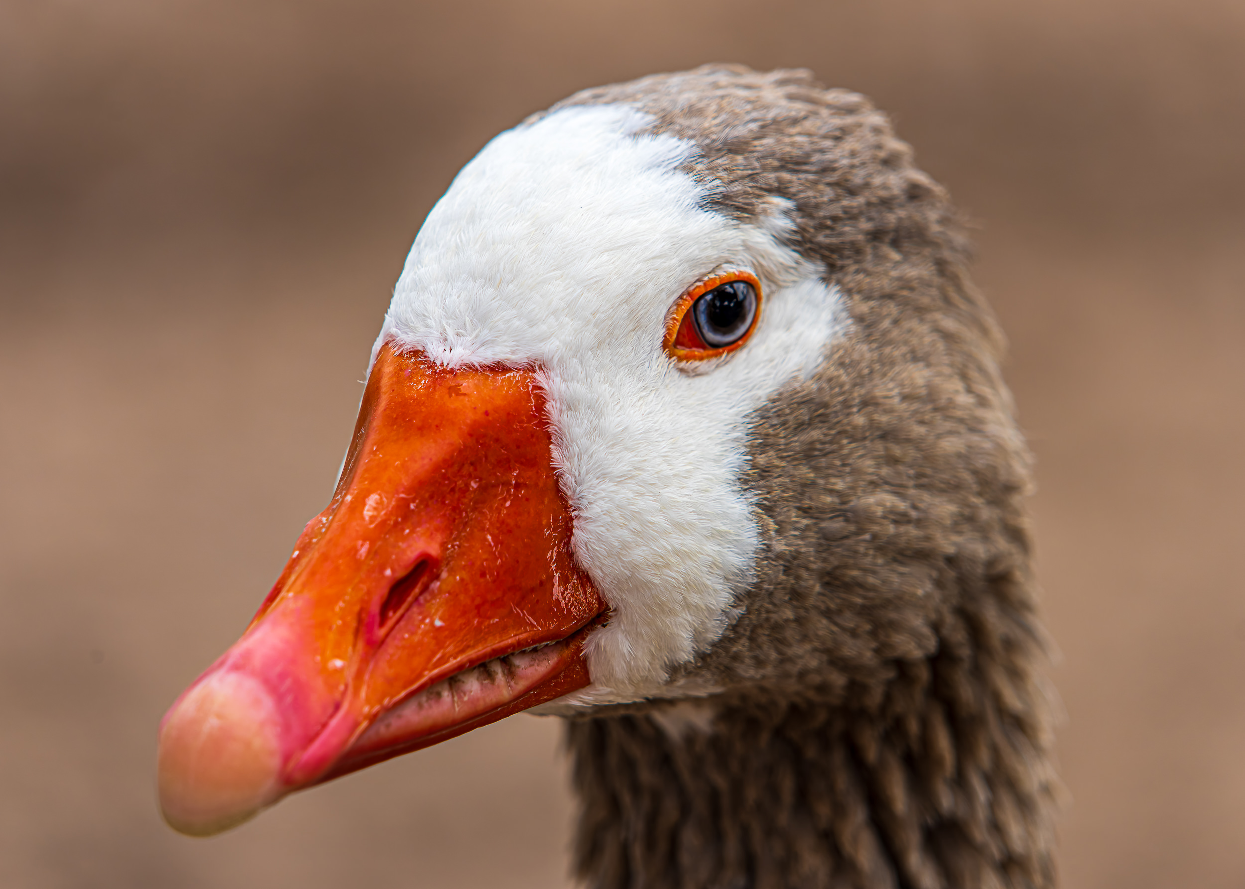 Geese At Los Lagos de Palermo