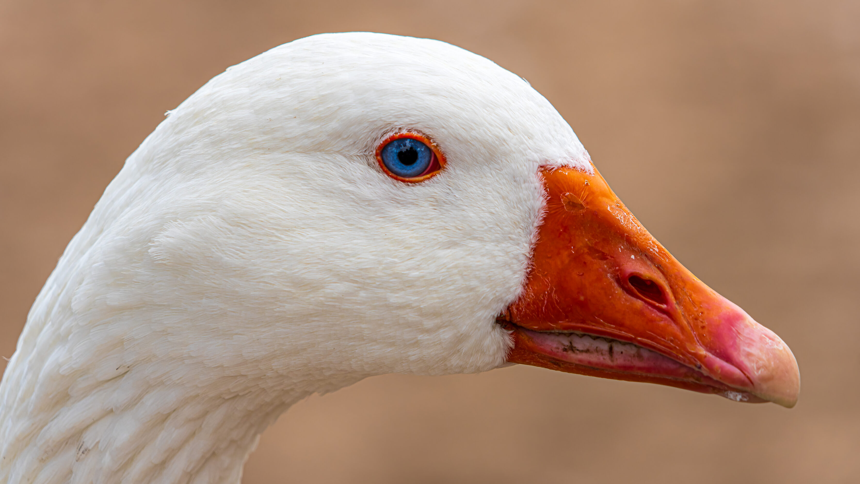 Geese At Los Lagos de Palermo