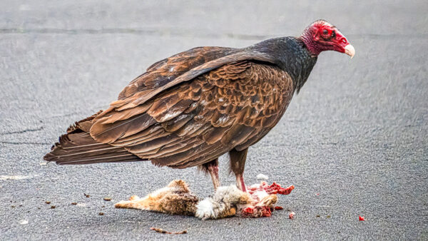 A Turkey Vulture On Hidden Hills