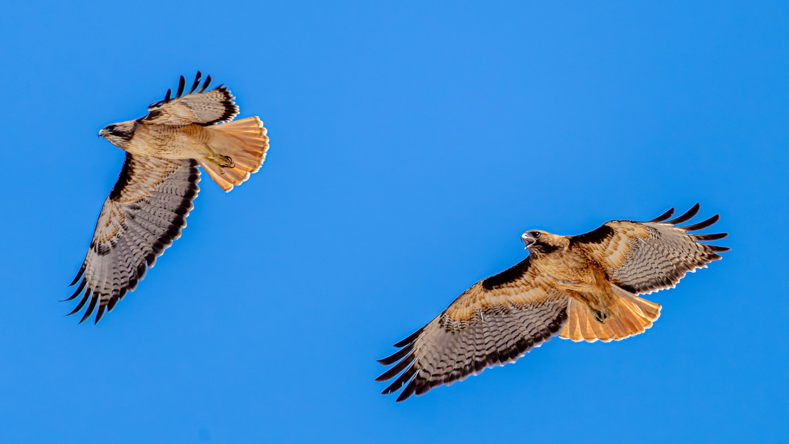 Hawks Battling Above Mt. SAC