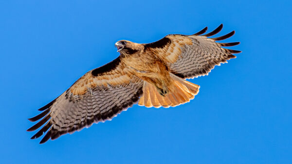 Hawks Battling Above Mt. SAC