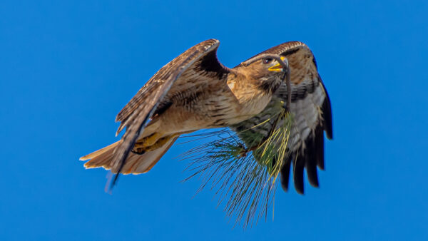 Hawk's Nest At Birmingham High School