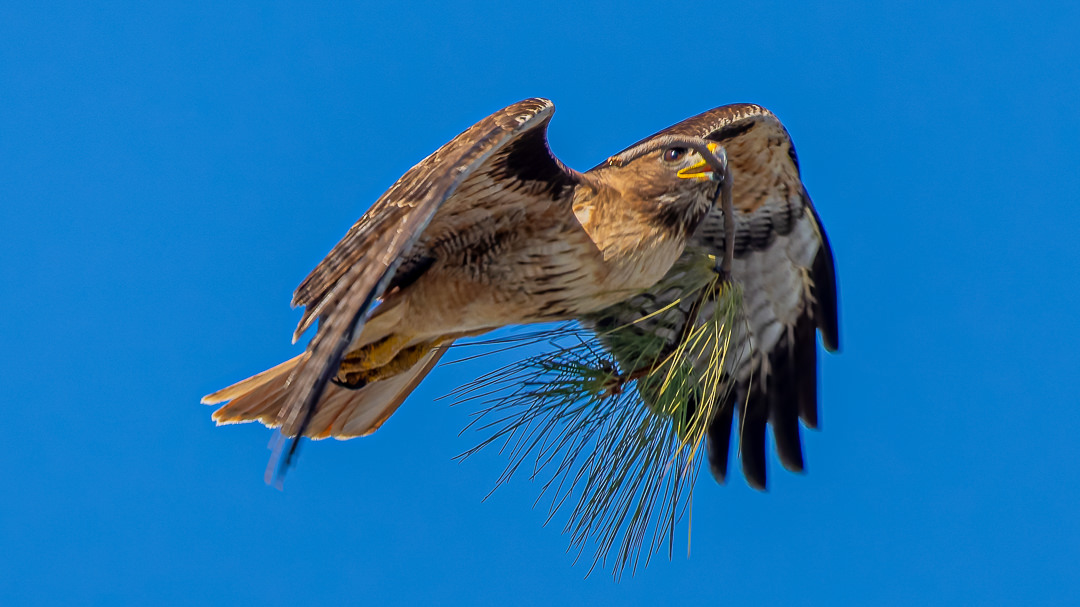 Hawk's Nest At Birmingham High School