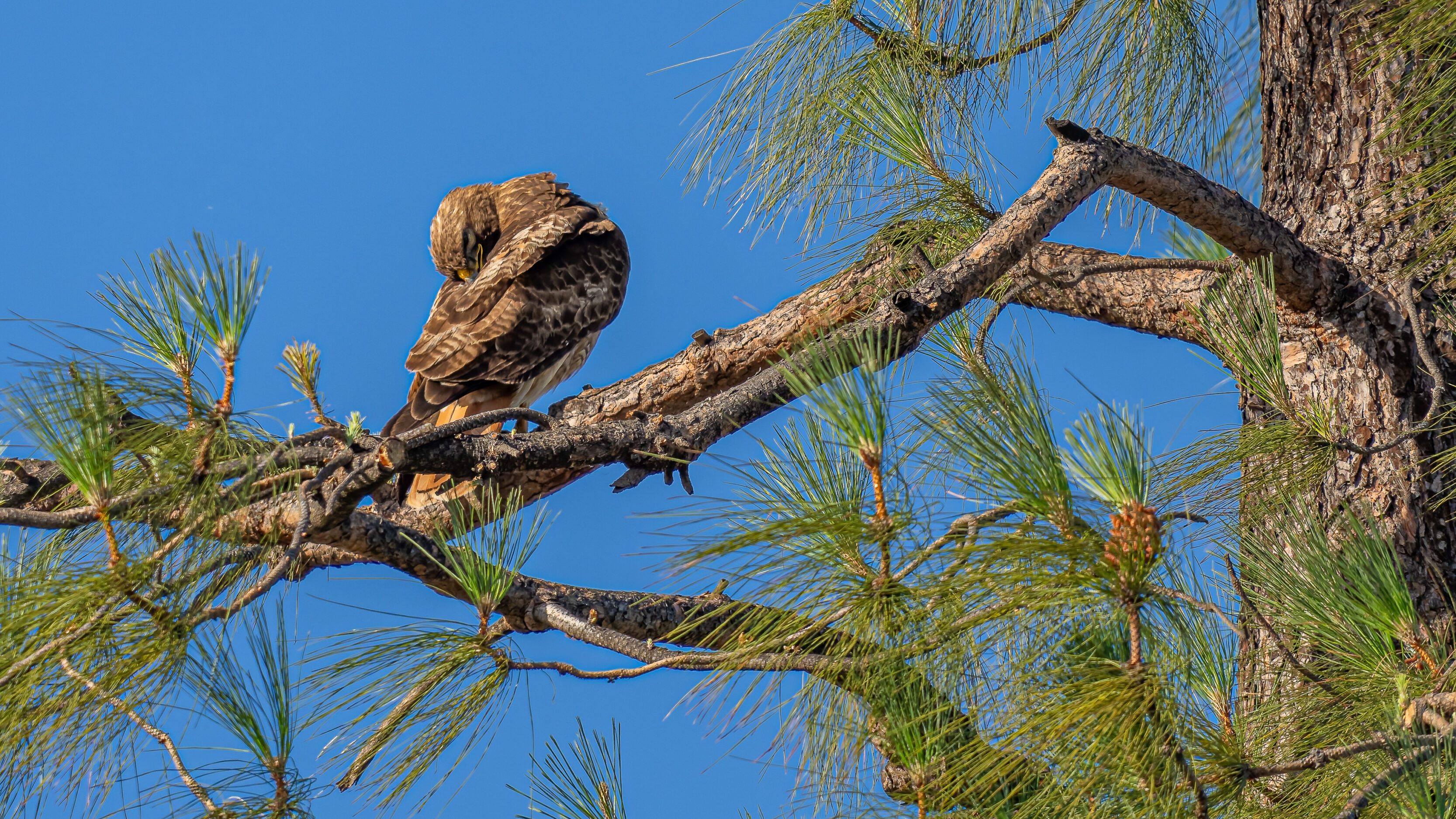 Hawk's Nest At Birmingham High School