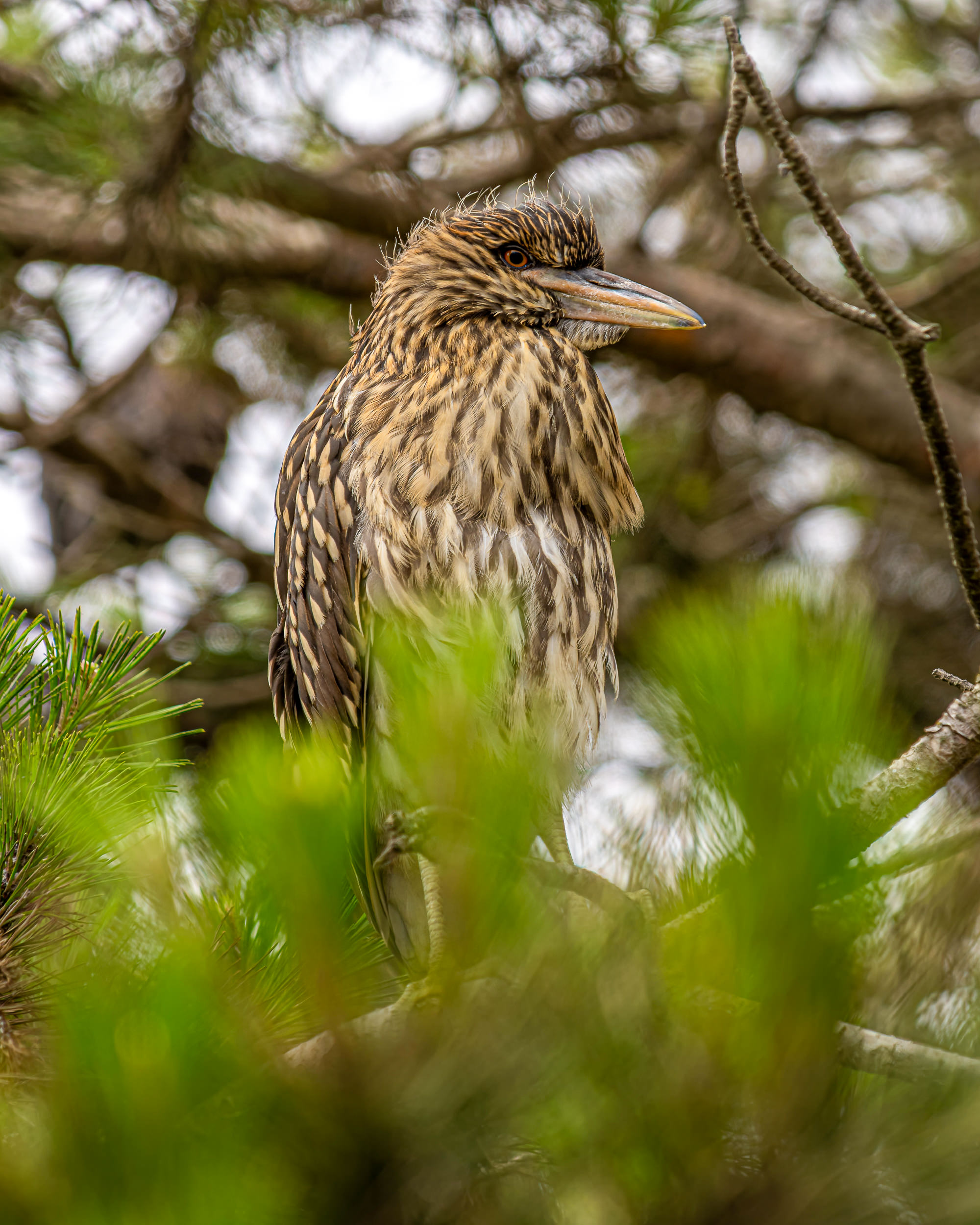 Juvenile Night Herons