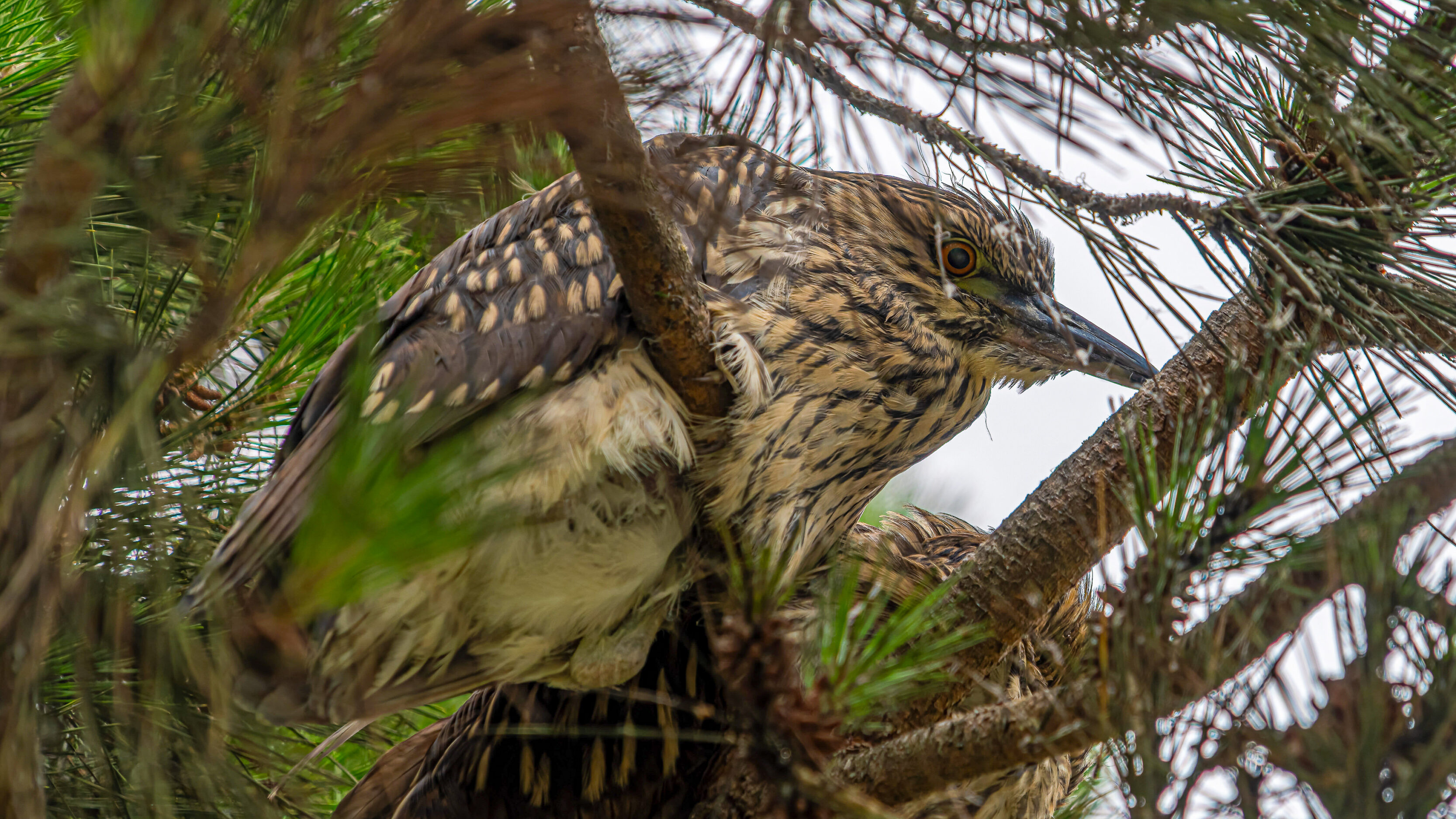 Juvenile Night Herons