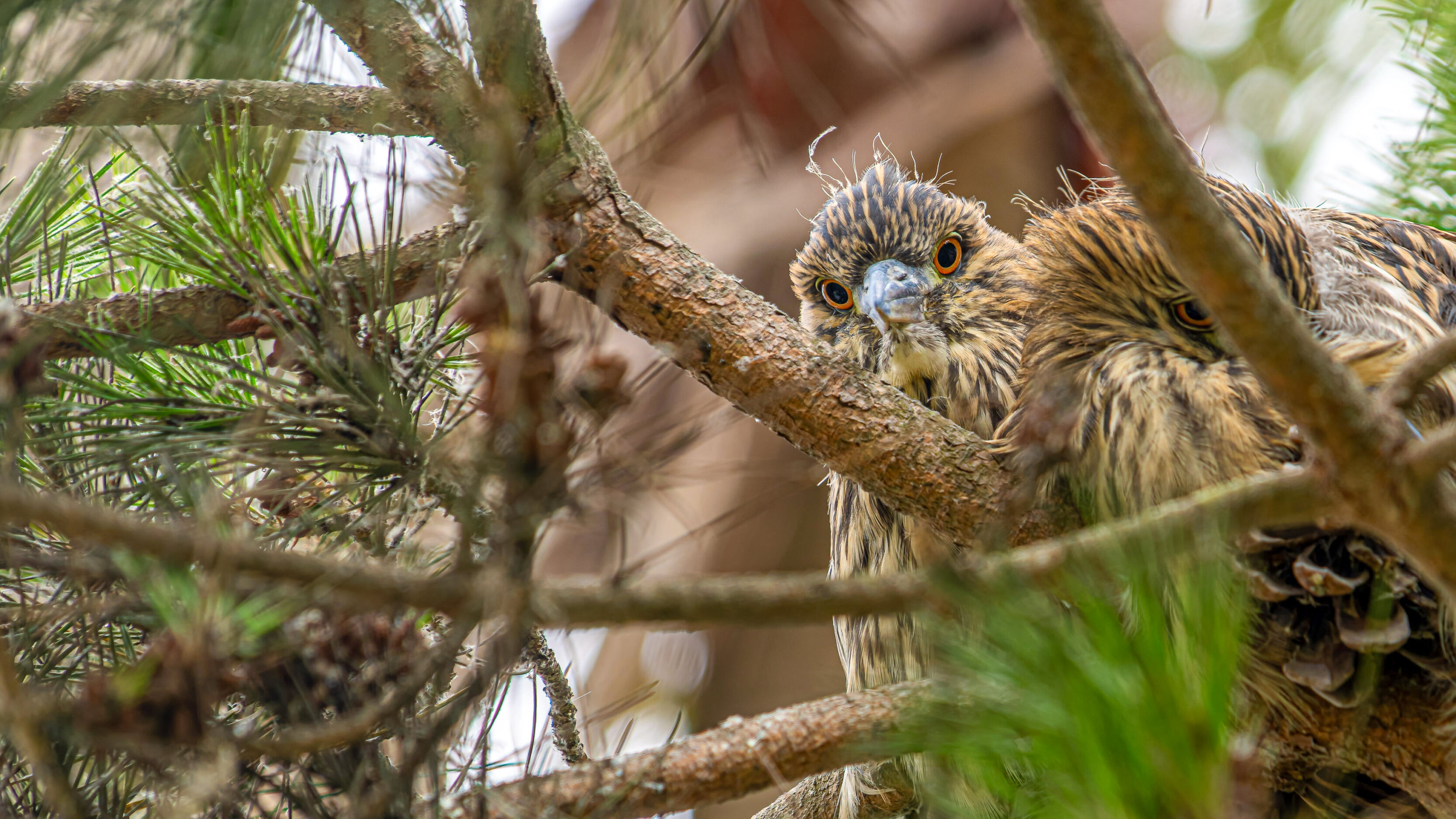 Juvenile Night Herons