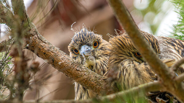 Juvenile Night Herons