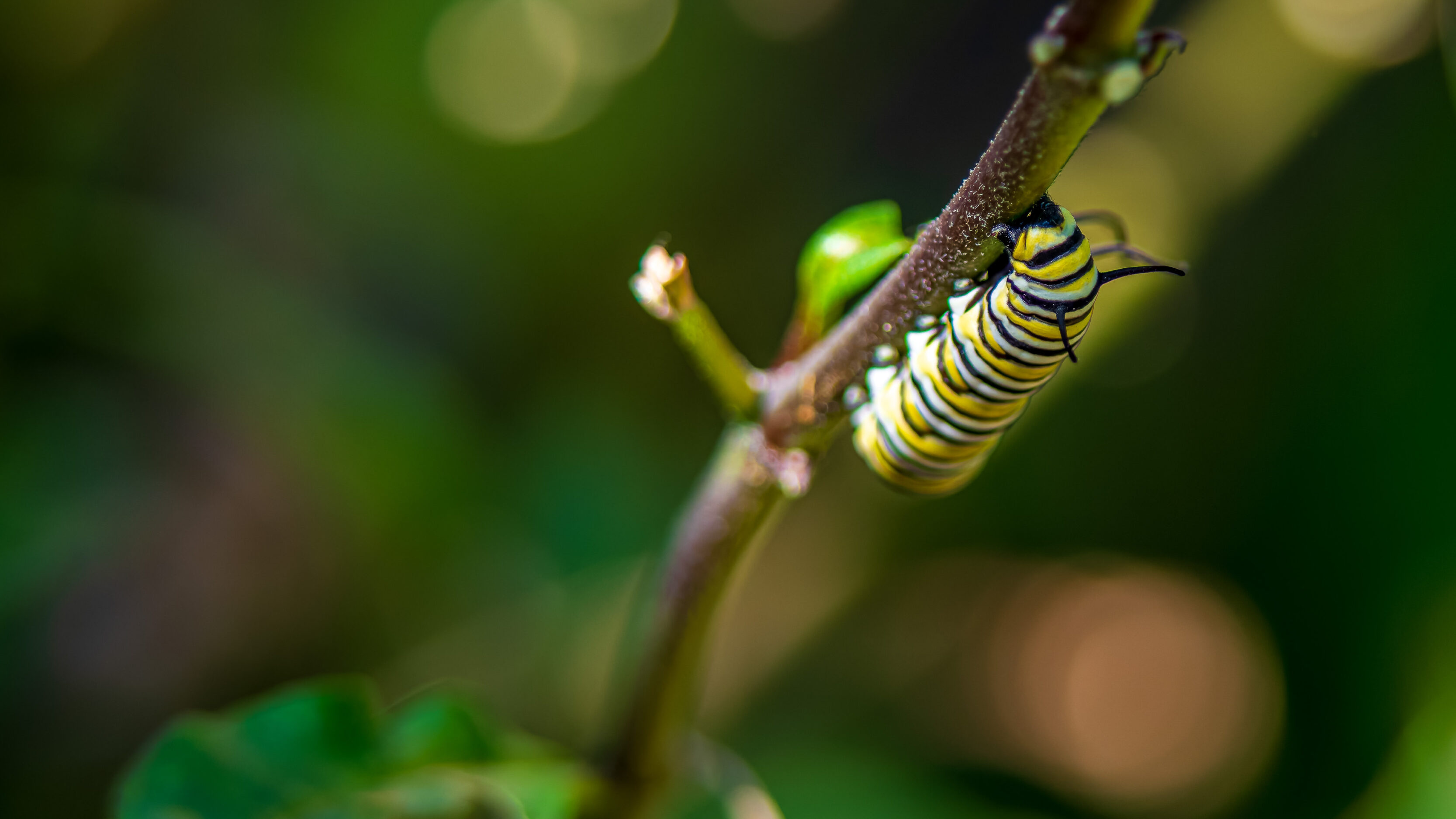 Monarch Larvae, Pupae, And Butterflies