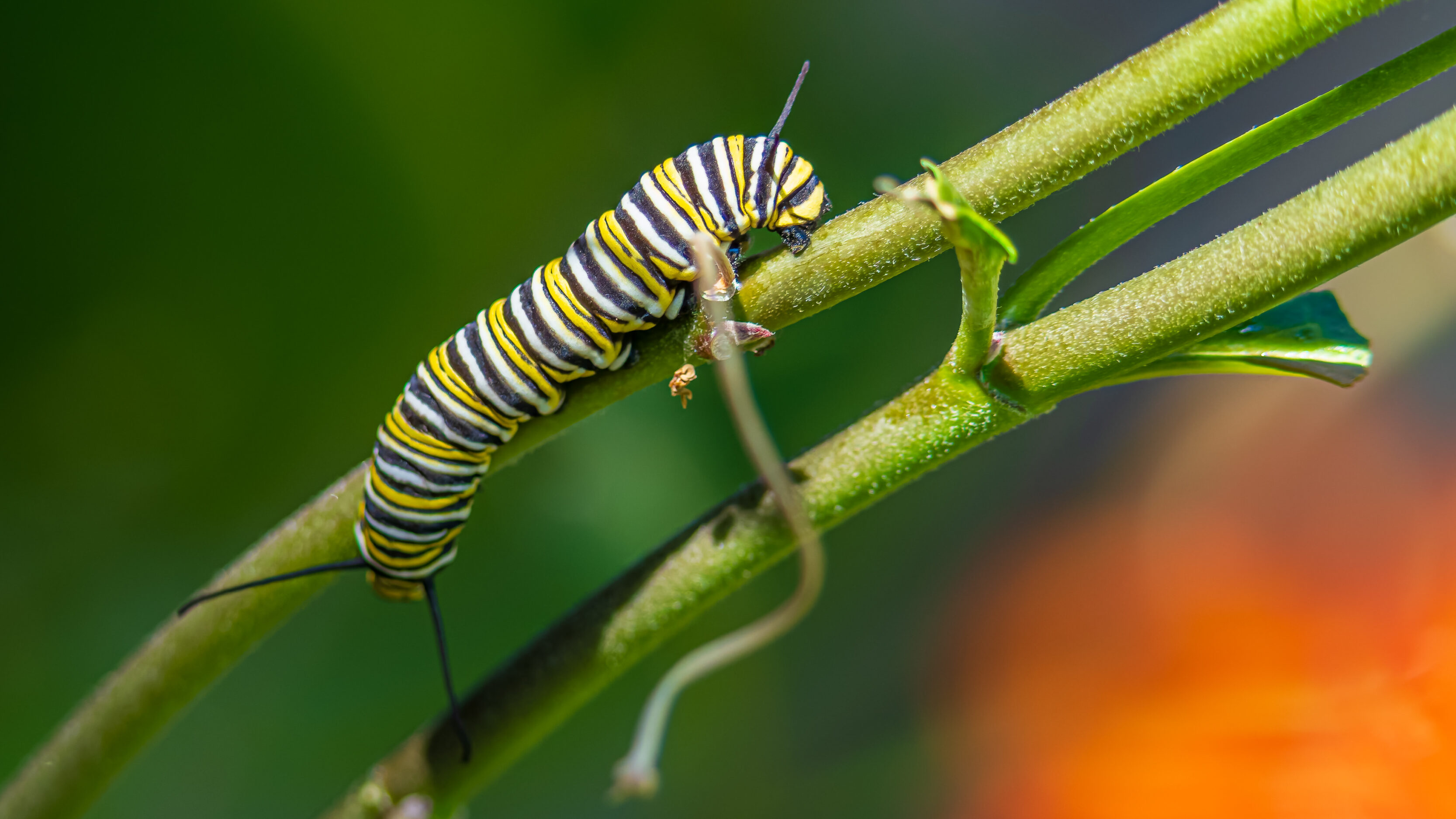 Monarch Larvae, Pupae, And Butterflies