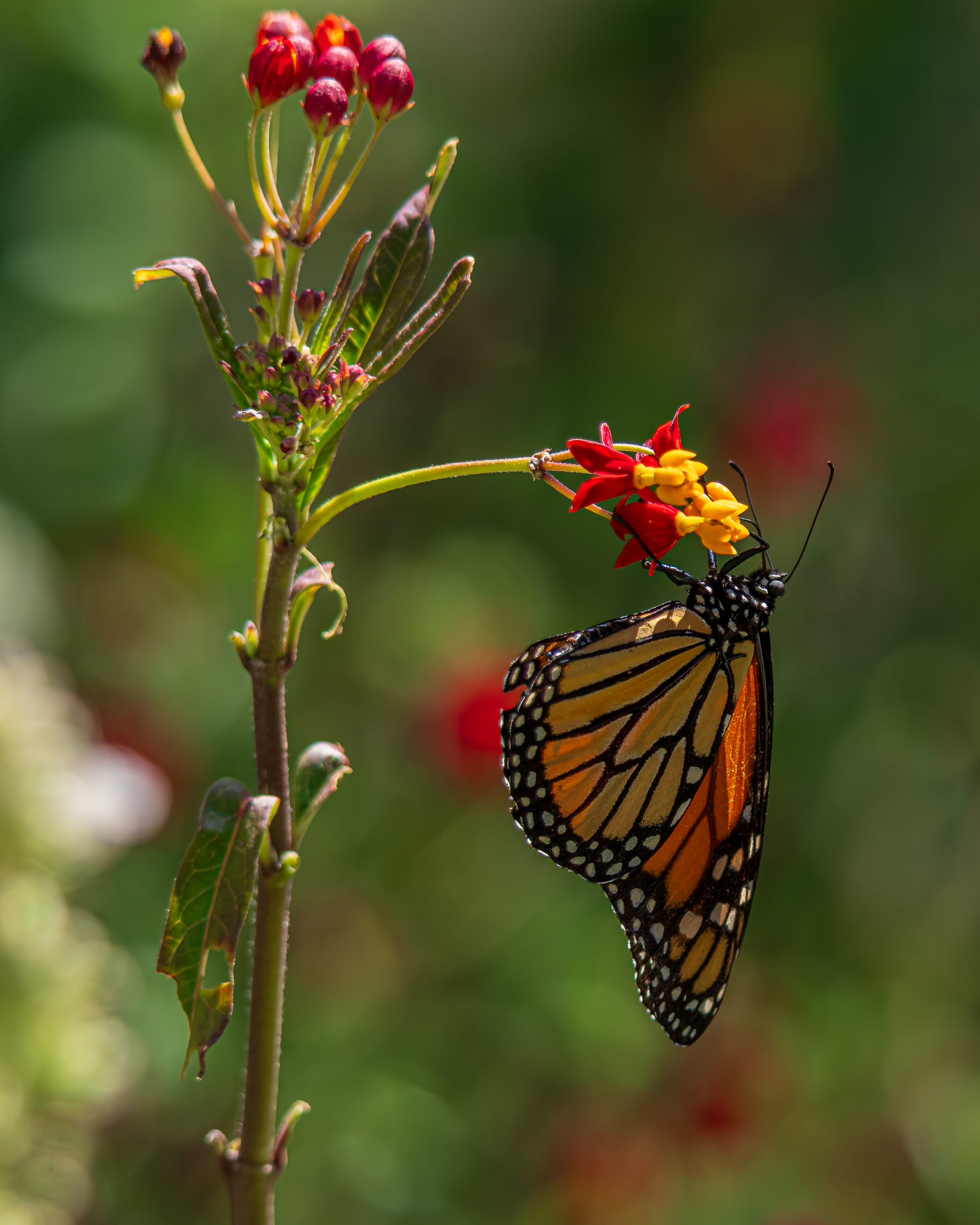 Monarch Larvae, Pupae, And Butterflies