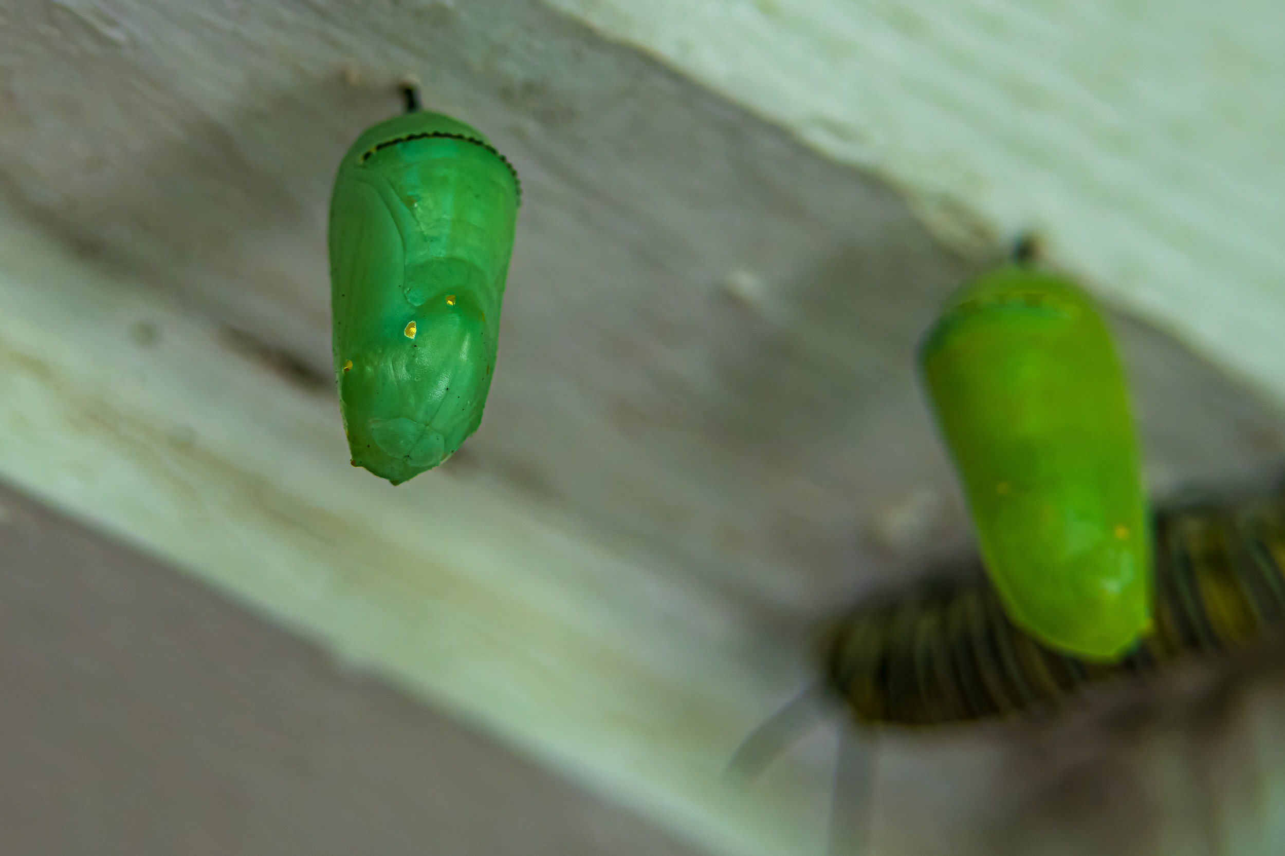 Monarch Larvae, Pupae, And Butterflies
