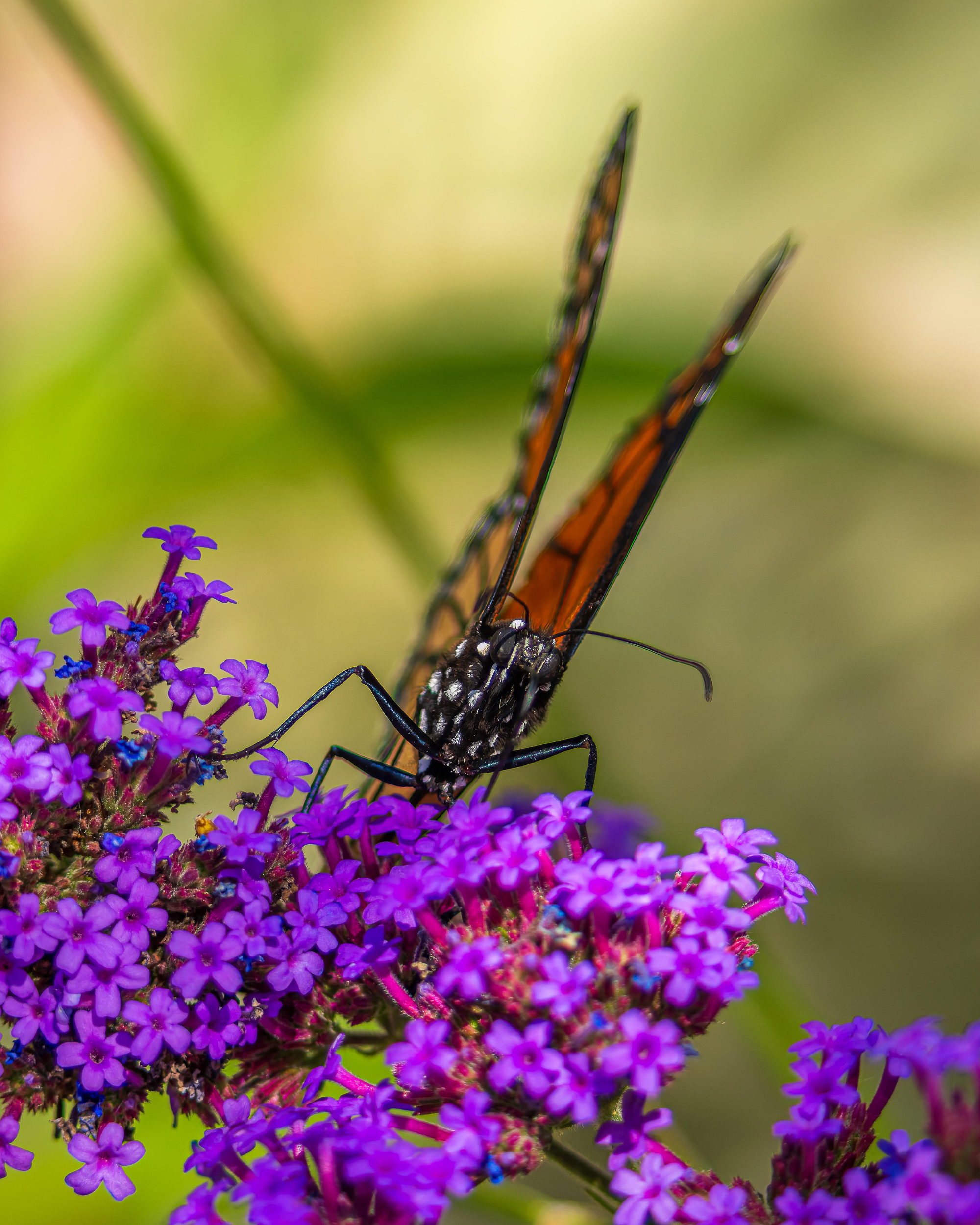 Monarch Larvae, Pupae, And Butterflies