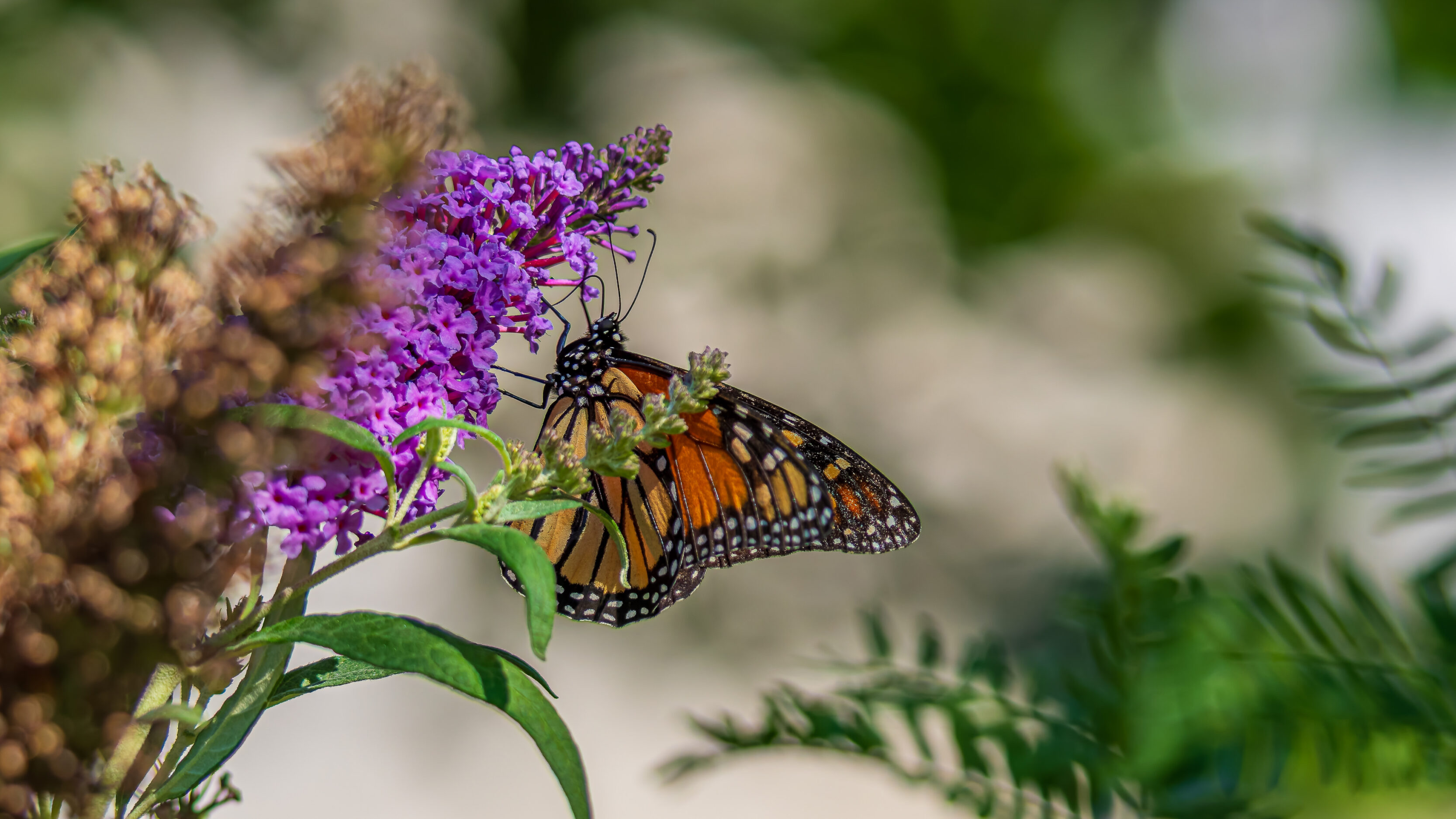 Monarch Larvae, Pupae, And Butterflies