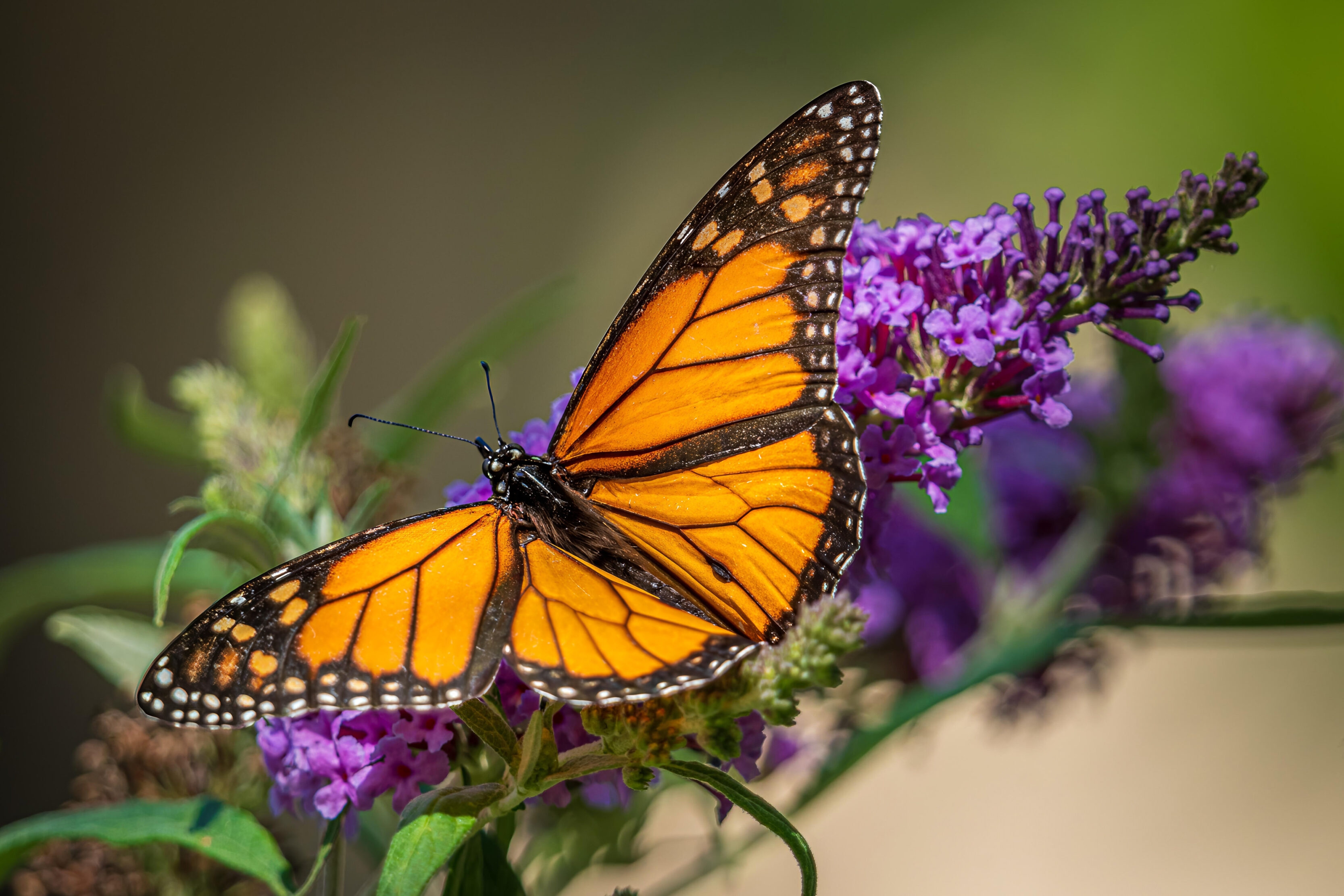 Monarch Larvae, Pupae, And Butterflies