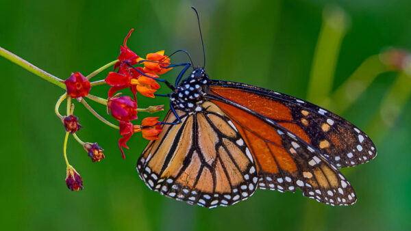 Monarch Larvae, Pupae, And Butterflies