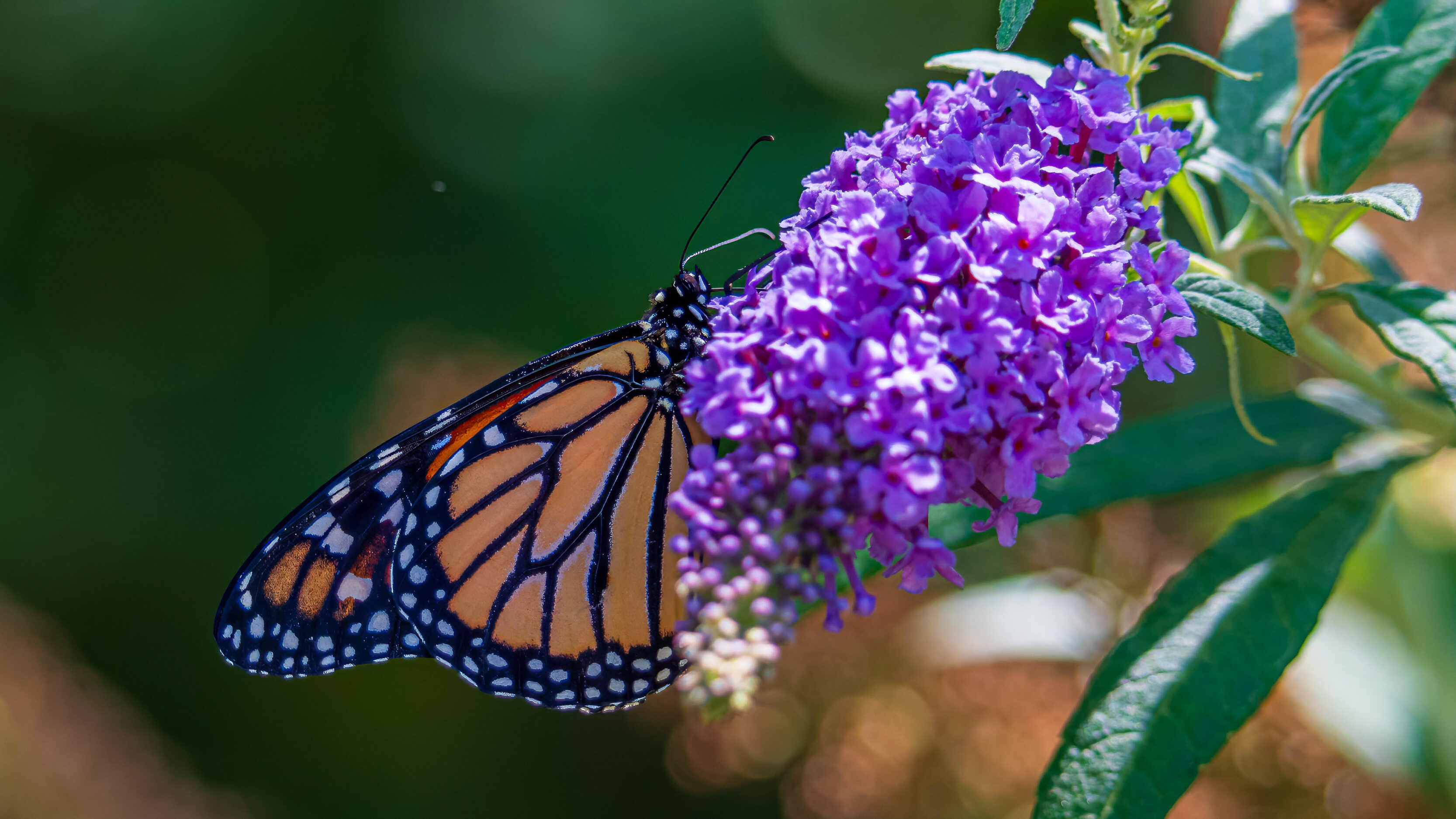 Monarch Larvae, Pupae, And Butterflies