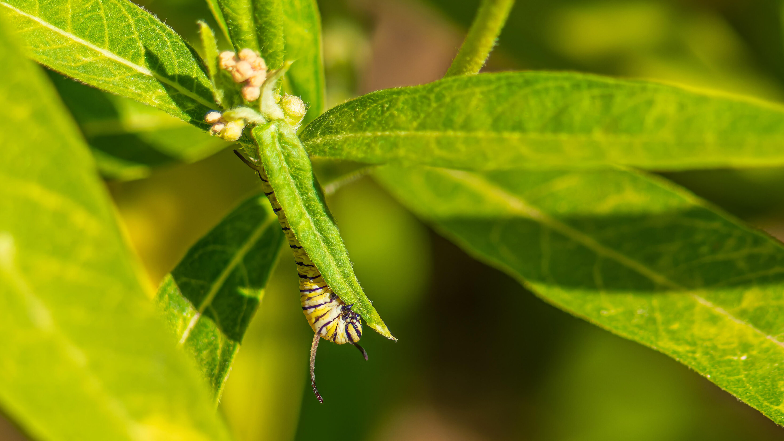 Monarch Larvae, Pupae, And Butterflies