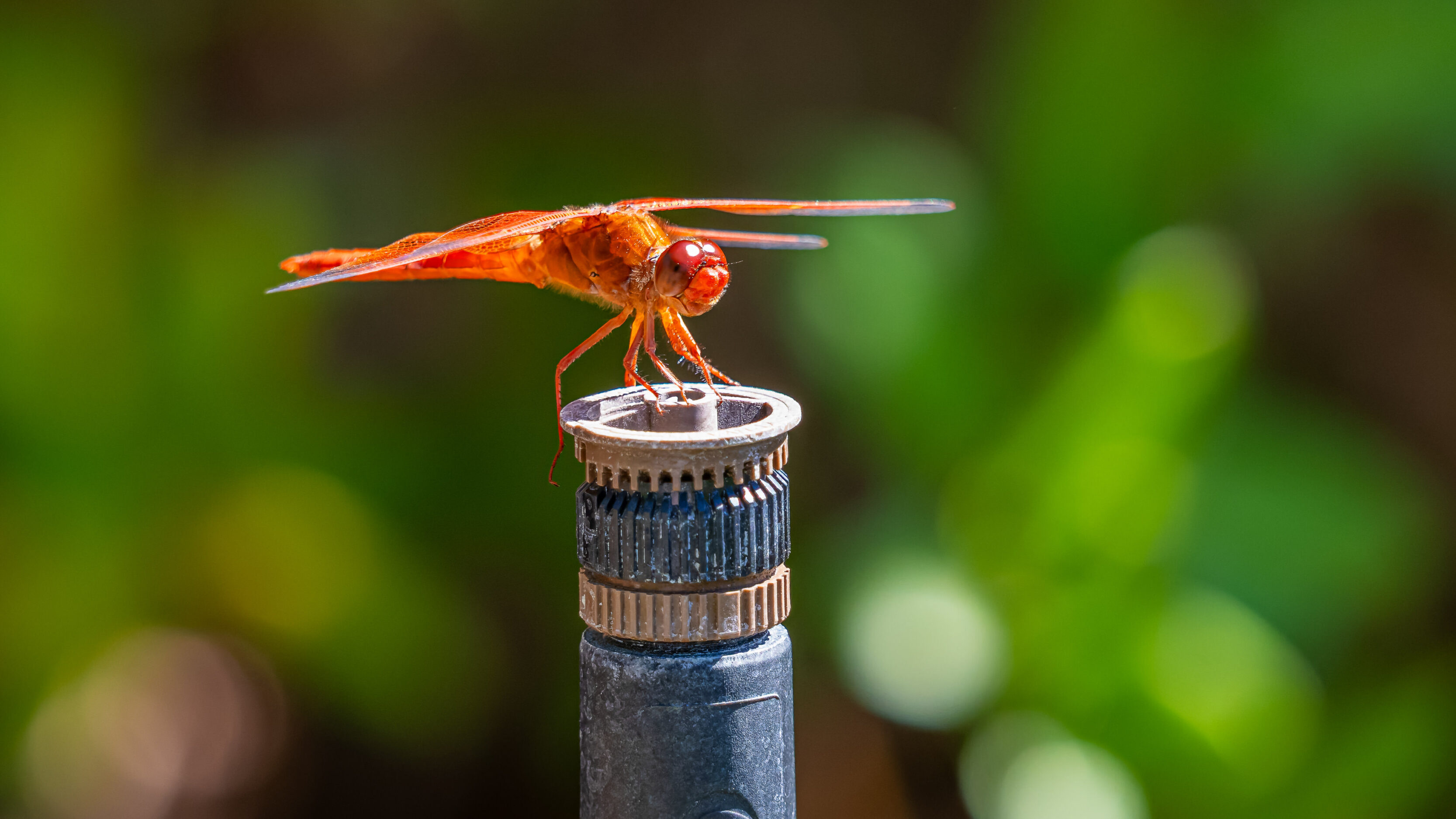 Flame Skimmer