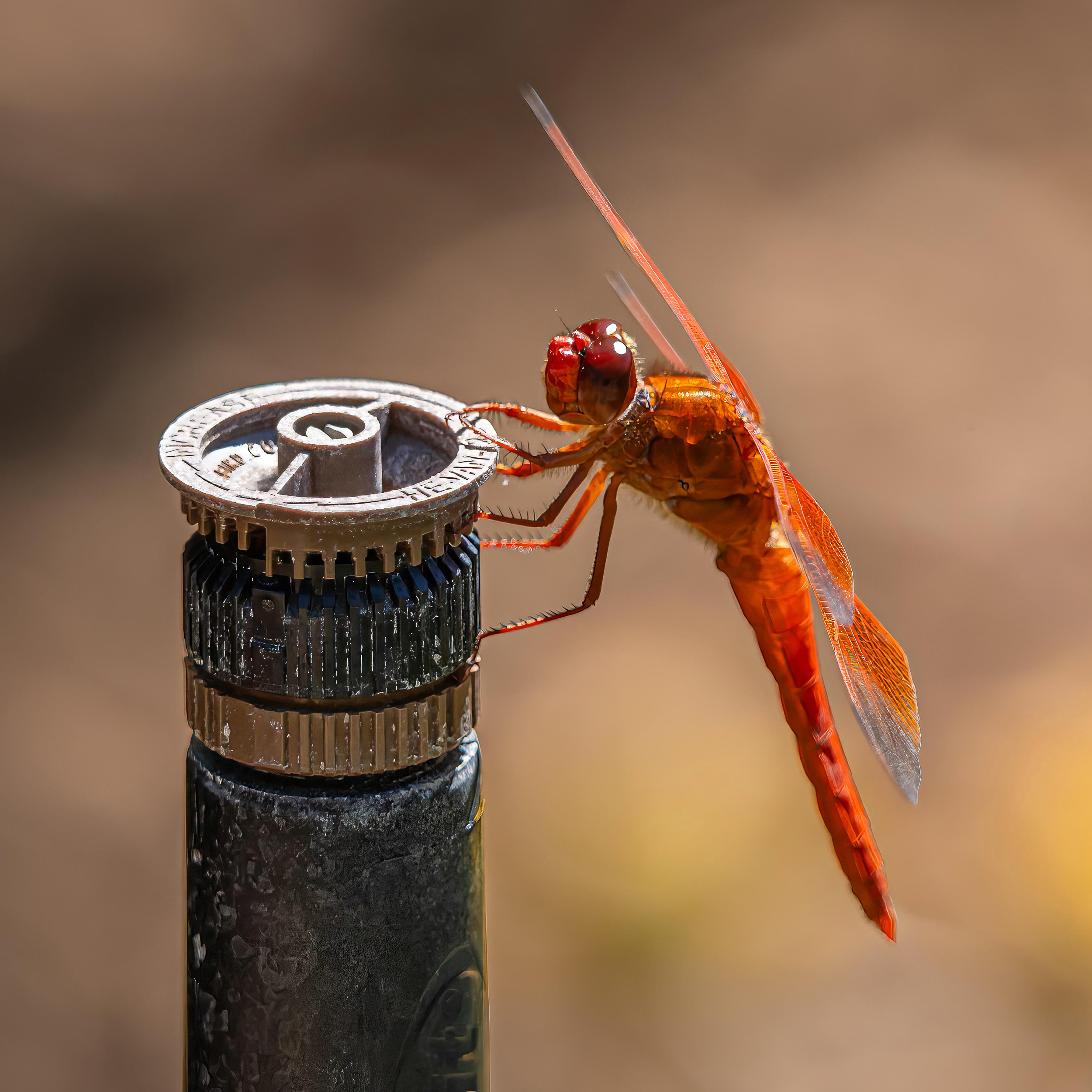 Flame Skimmer