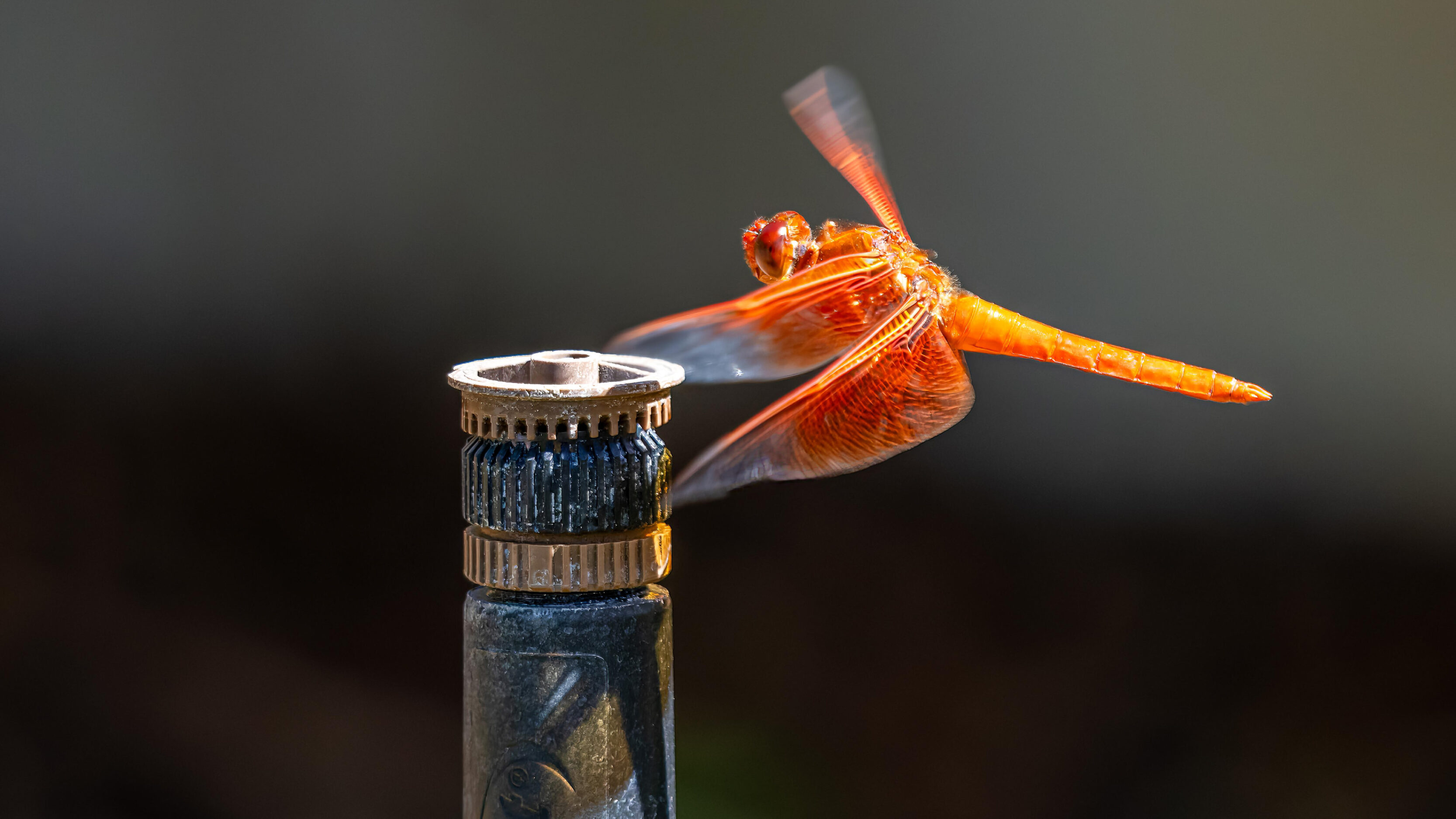 Flame Skimmer