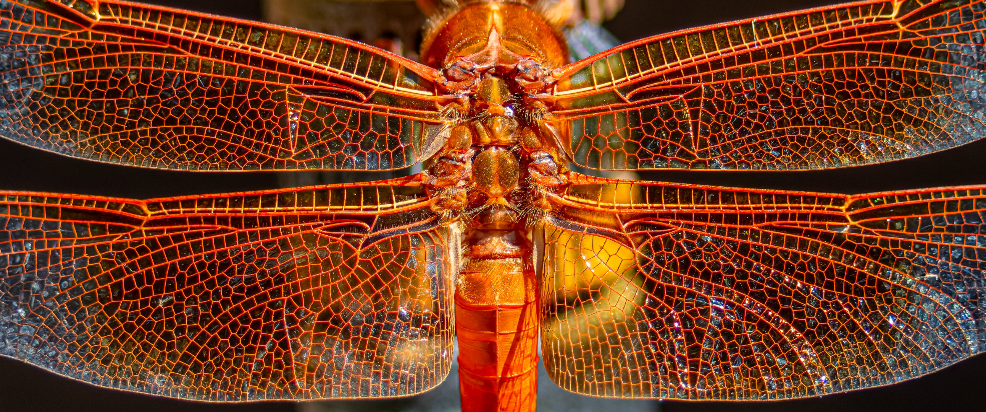 Flame Skimmer