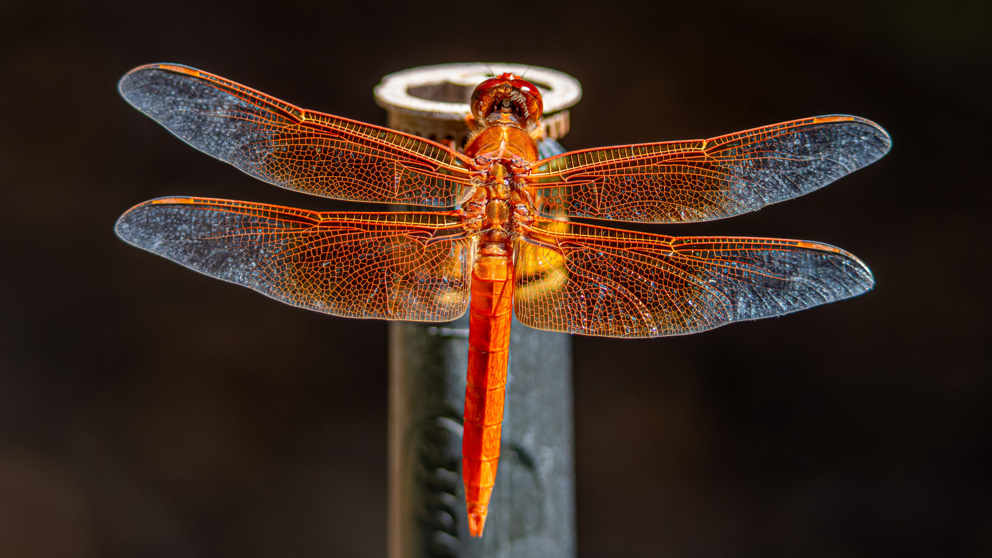 Flame Skimmer