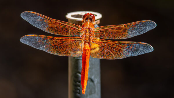 Flame Skimmer