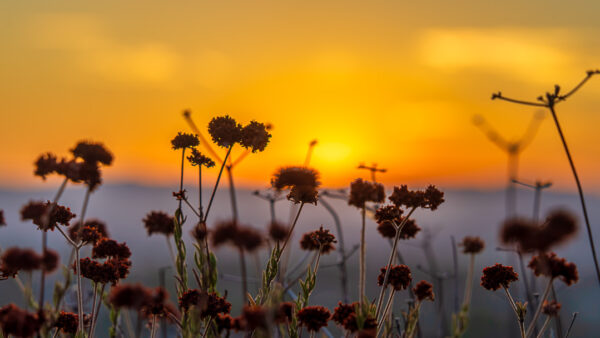 Santa Clarita Sunset
