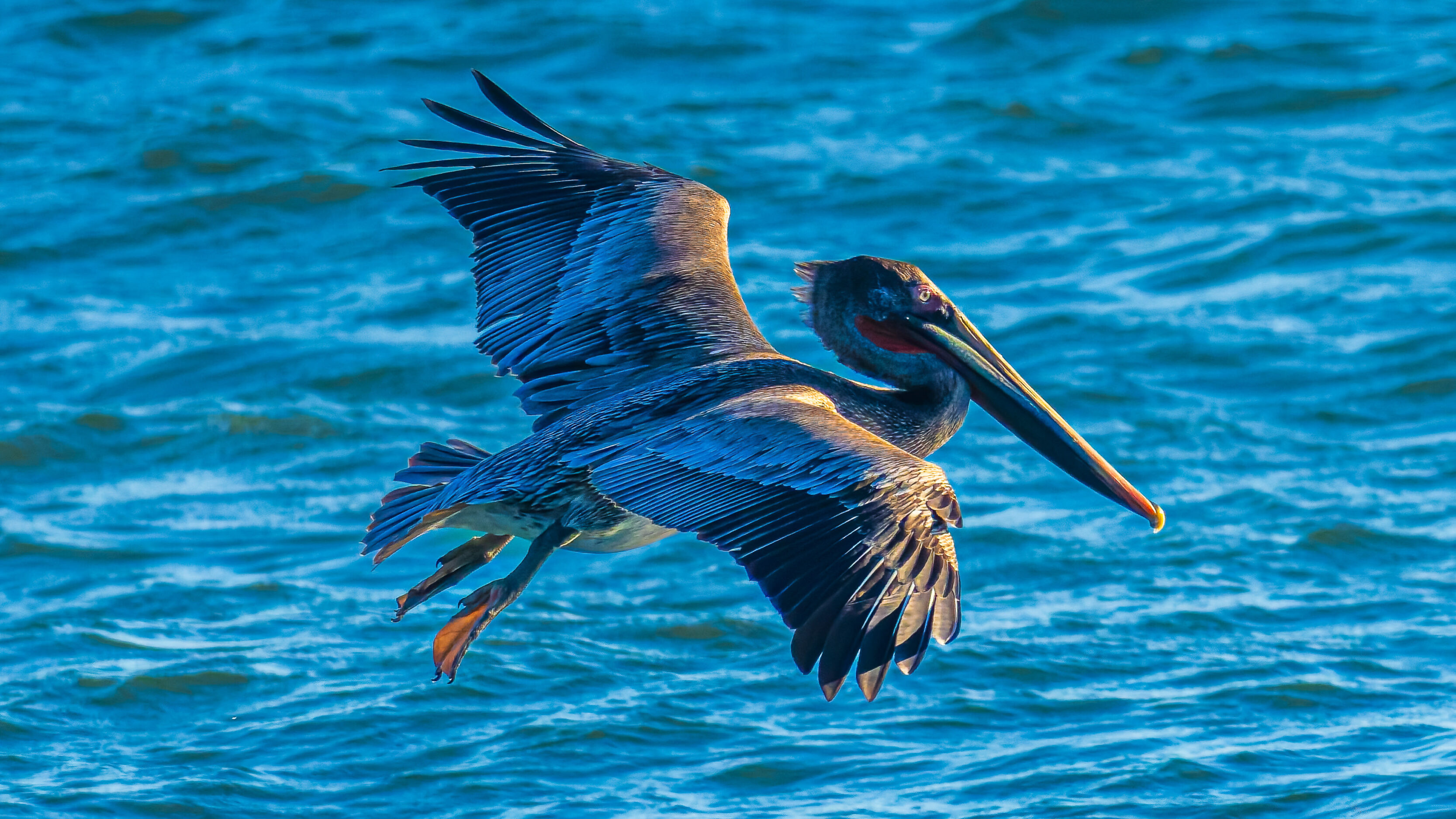 Watching Pelicans Hunt In Ventura, CA