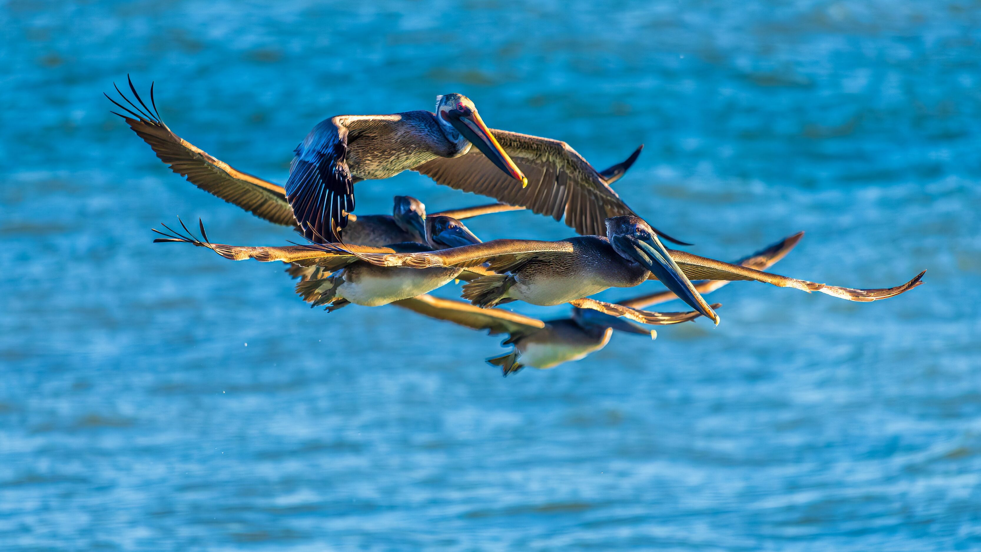 Watching Pelicans Hunt In Ventura, CA