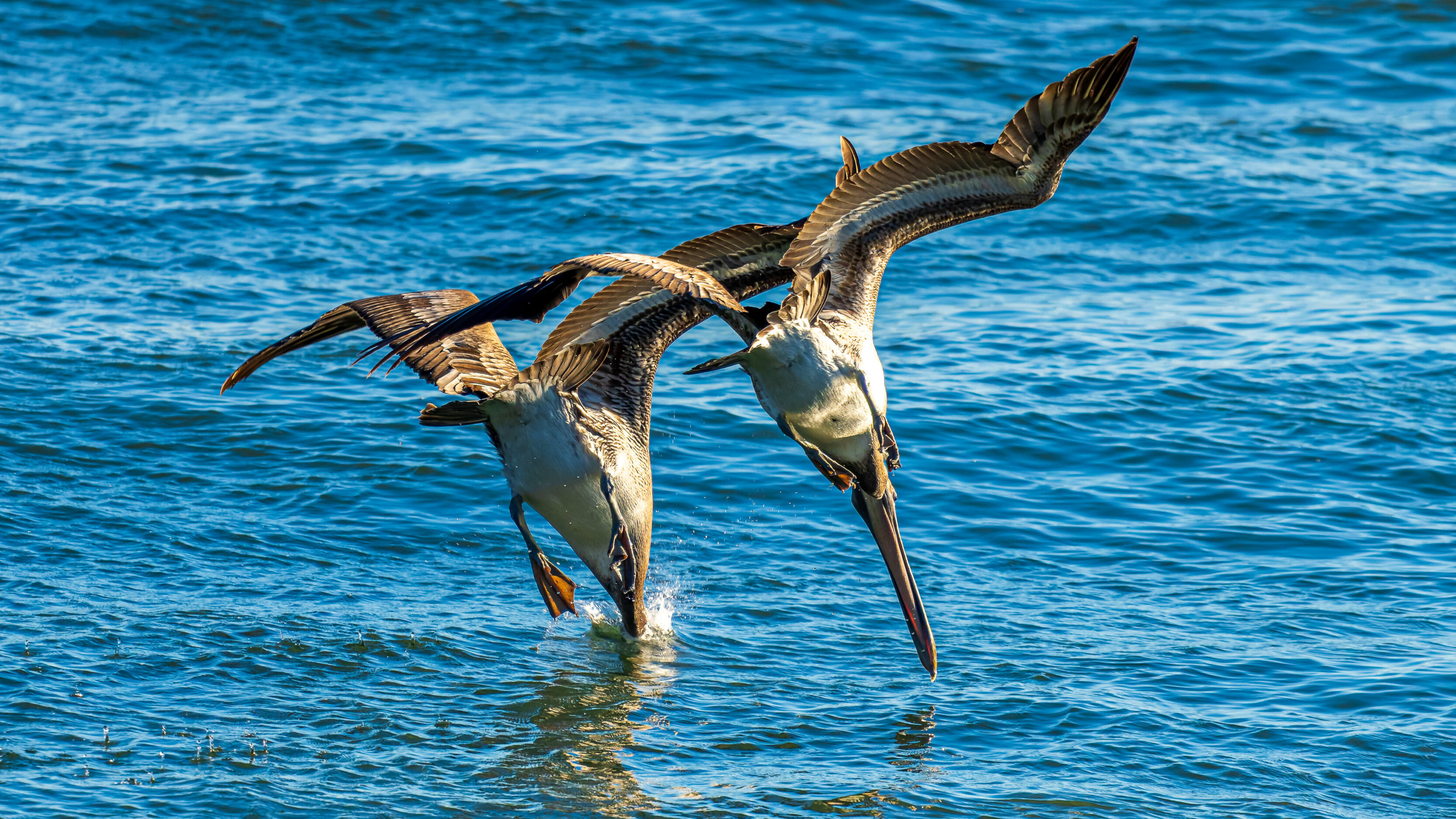 Watching Pelicans Hunt In Ventura, CA