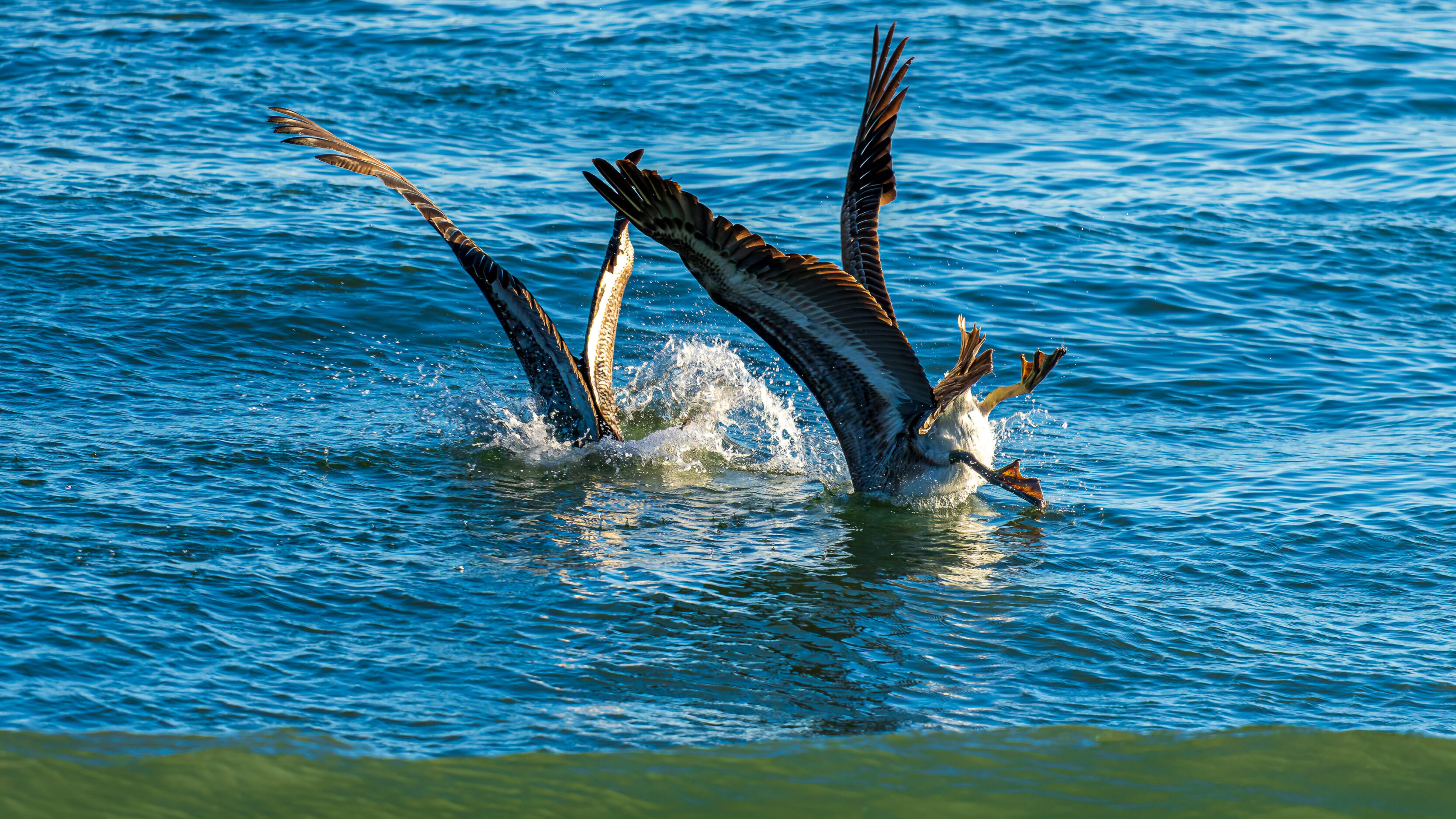 Watching Pelicans Hunt In Ventura, CA
