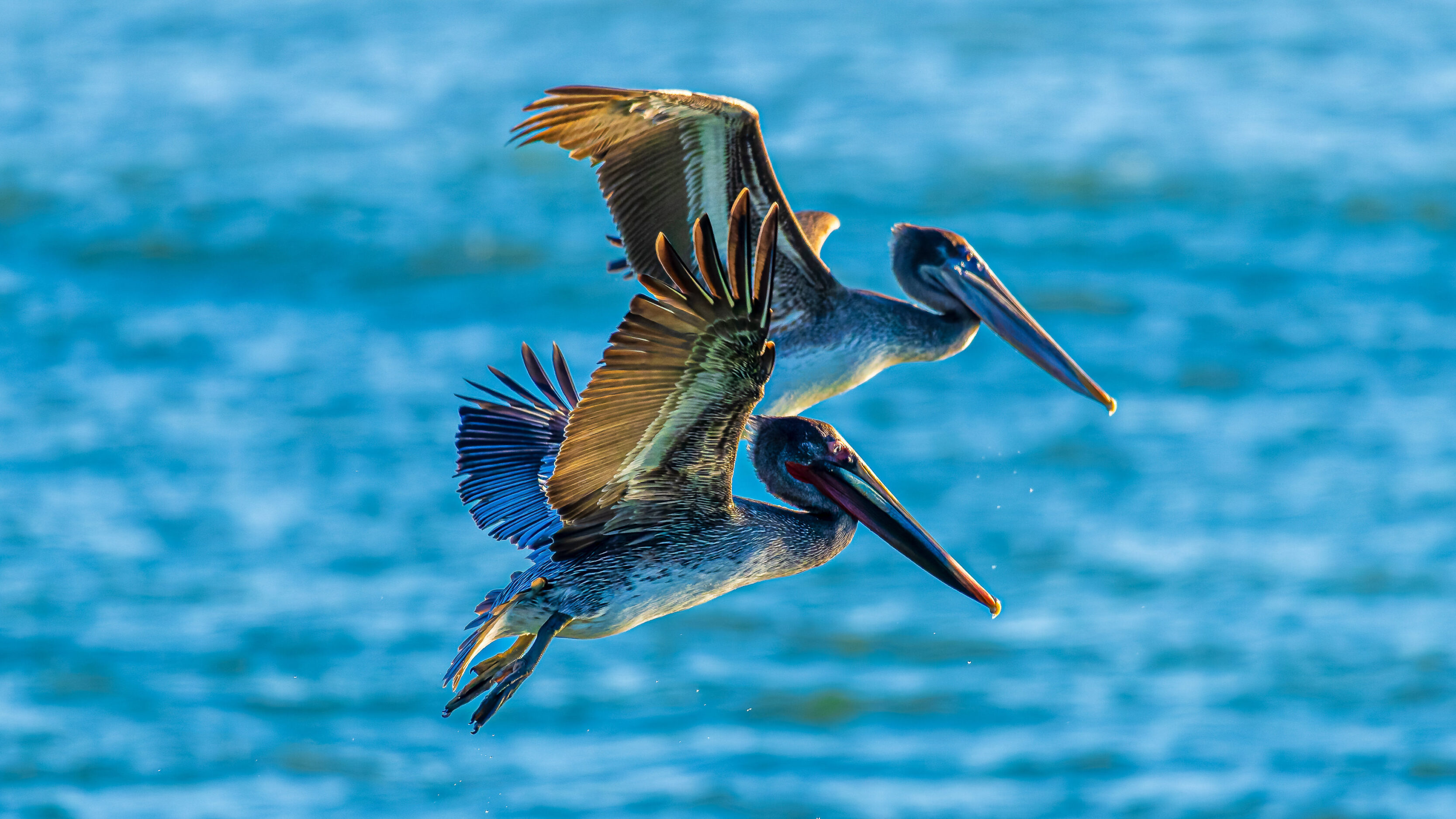 Watching Pelicans Hunt In Ventura, CA