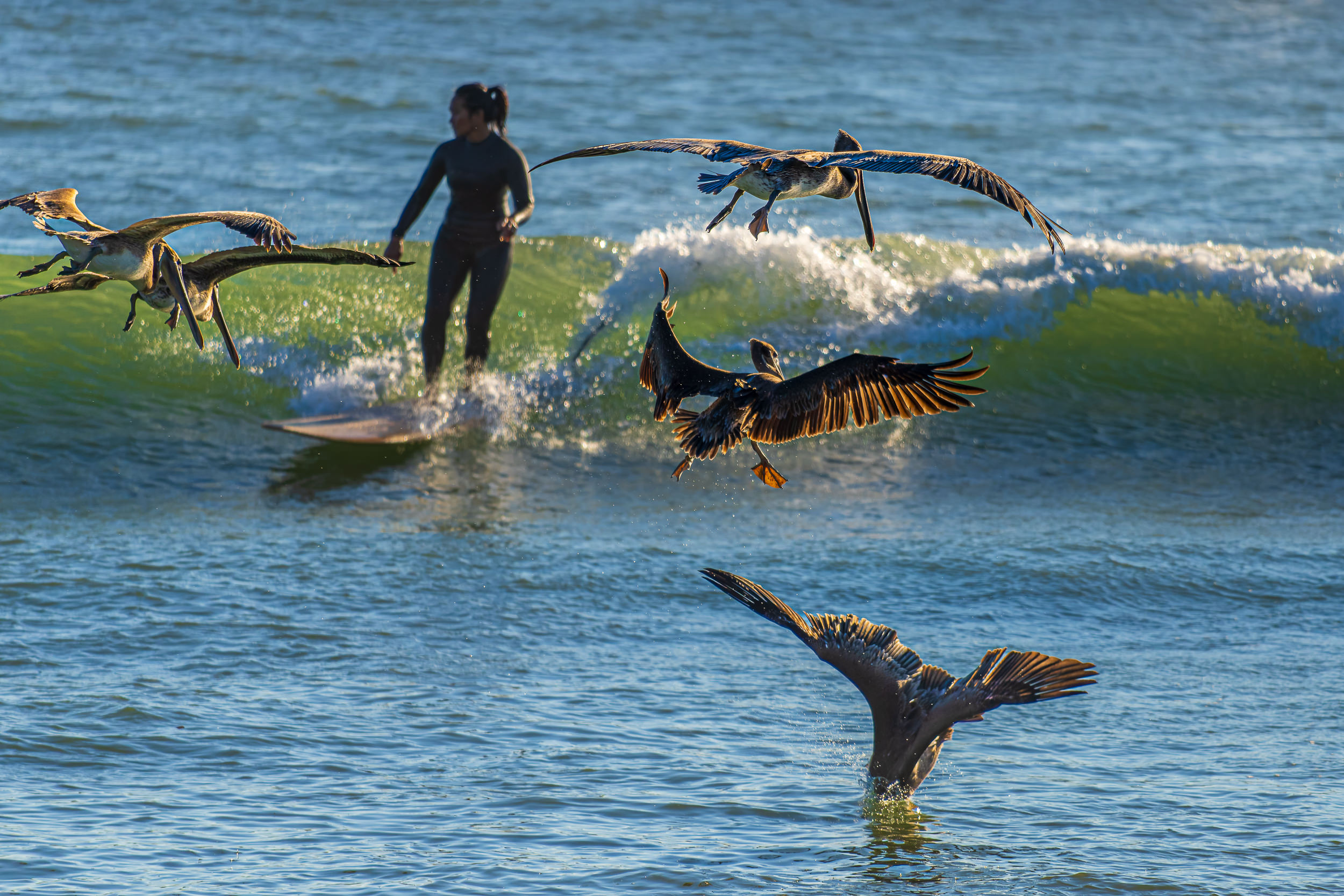 Watching Pelicans Hunt In Ventura, CA