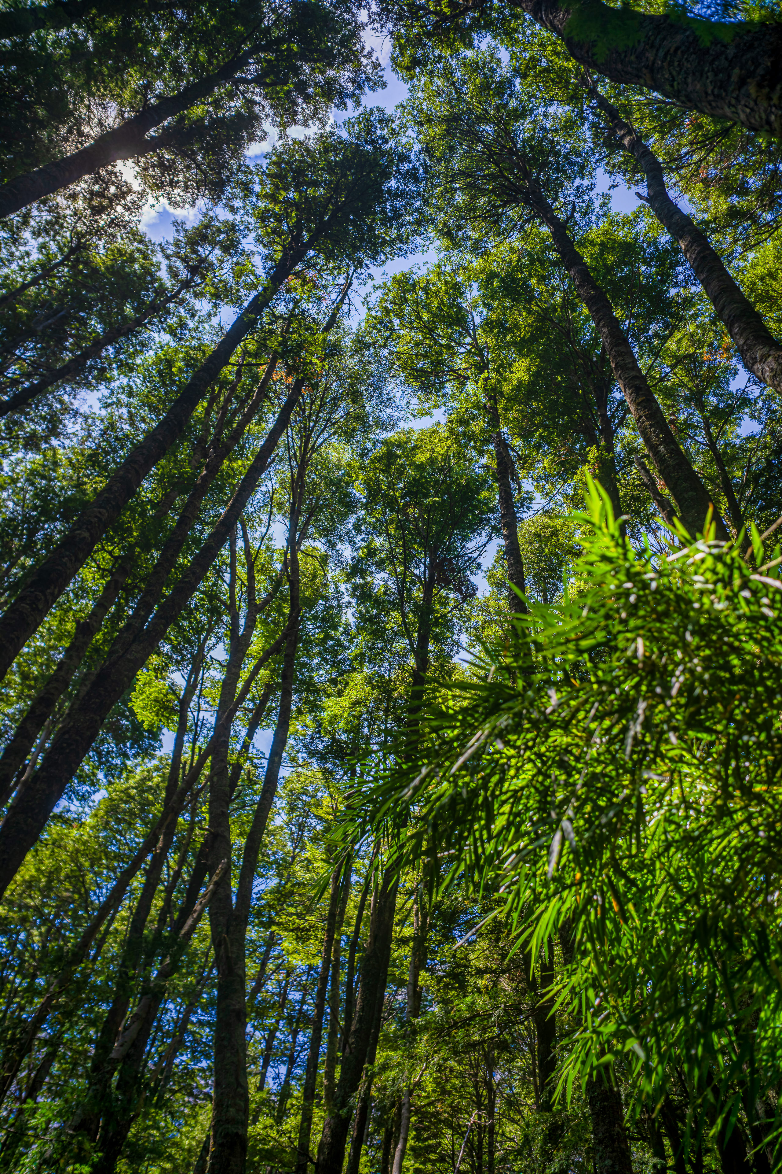 The Forest at Puerto Blest