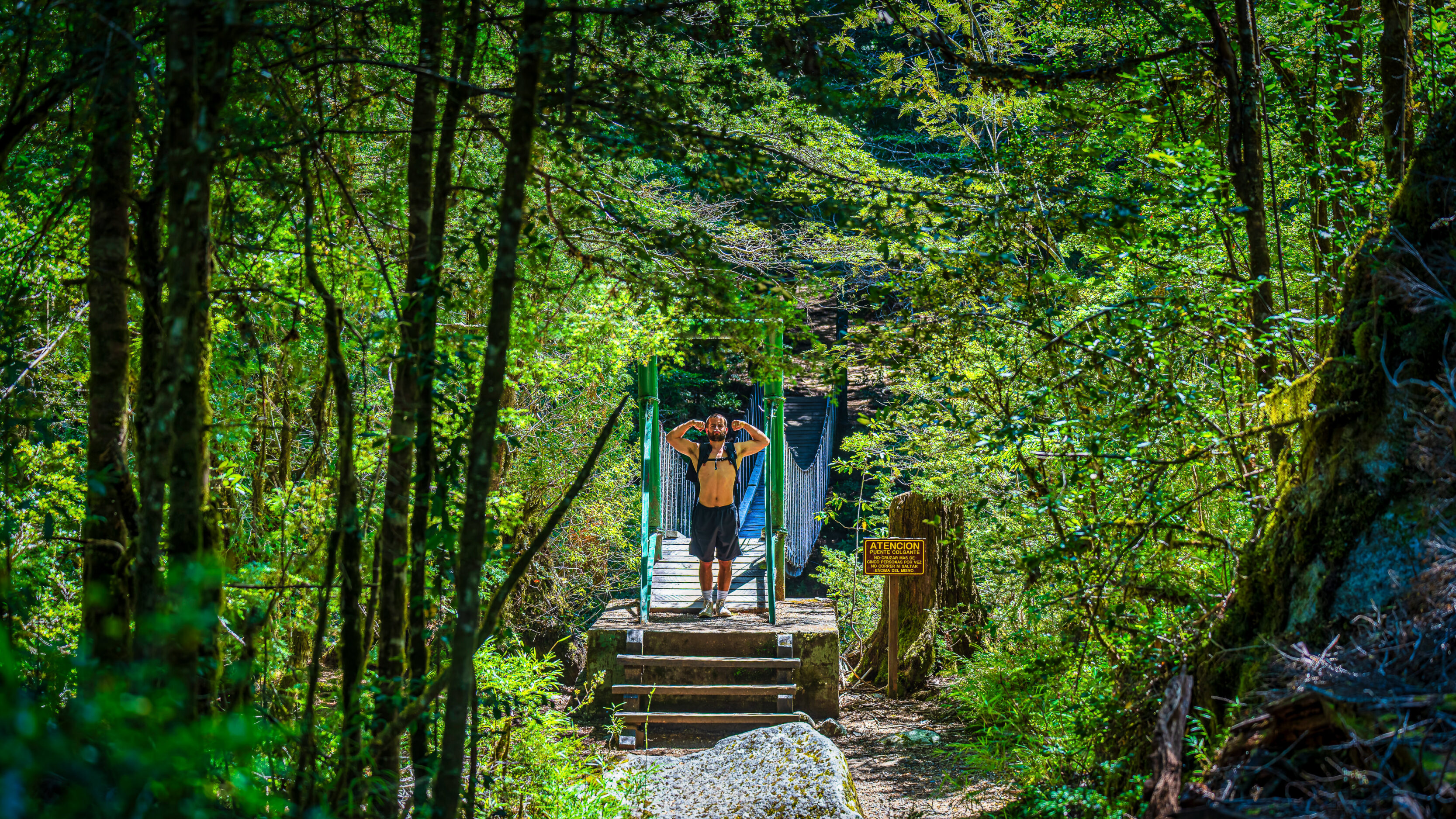 The Forest at Puerto Blest