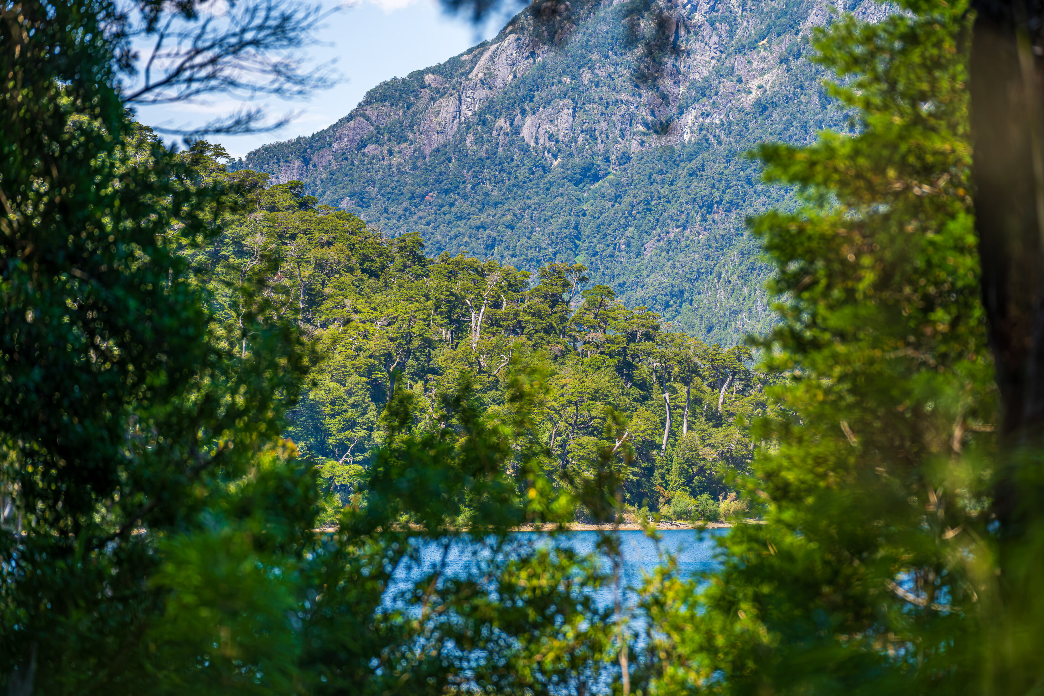The Forest at Puerto Blest