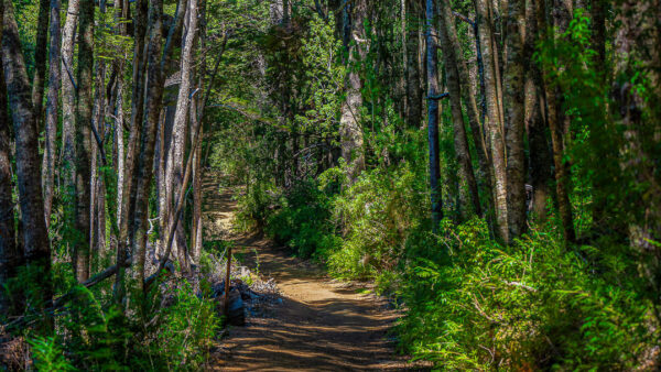 The Forest at Puerto Blest