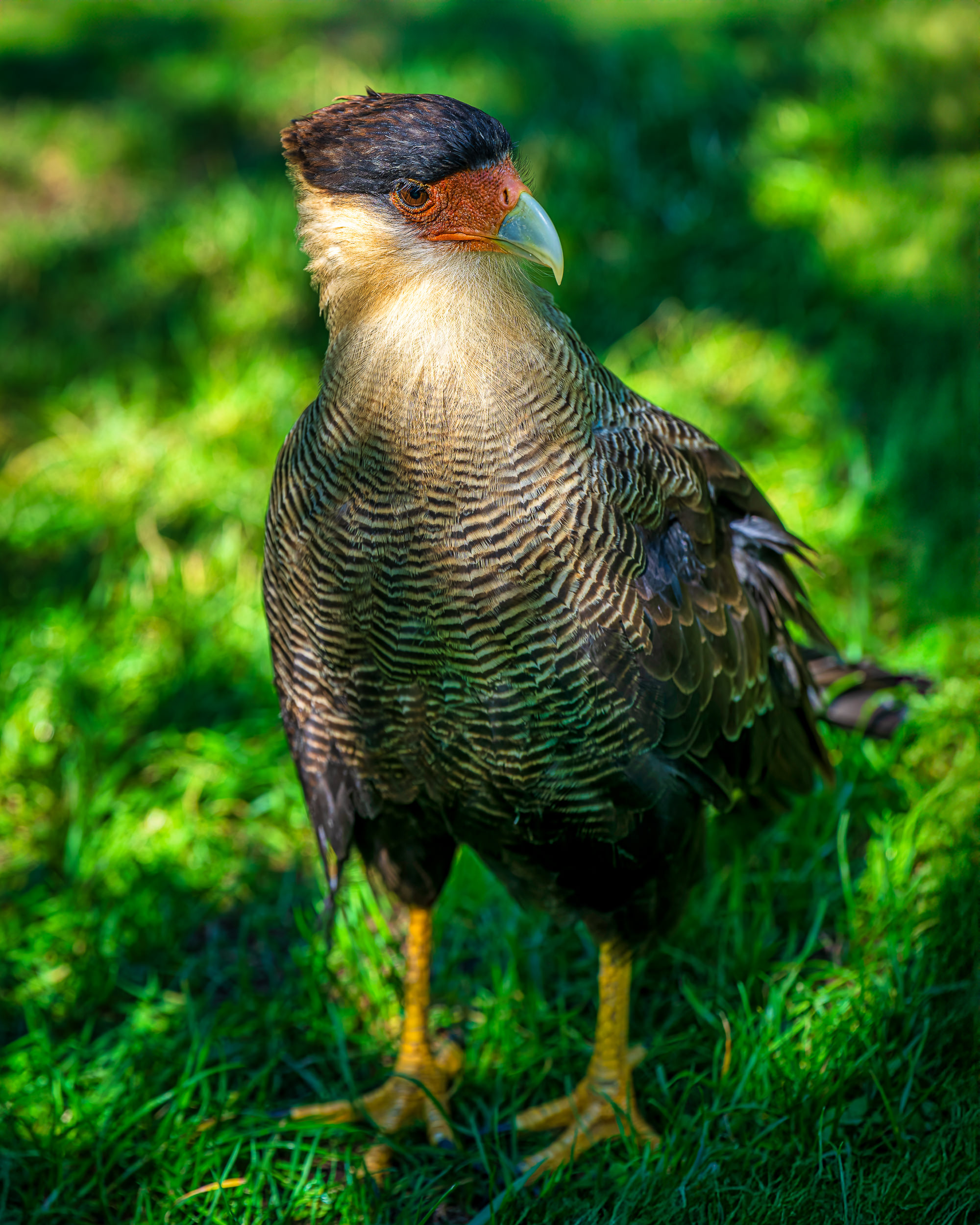 Southern Caracara At Puerto Blest, Argentina