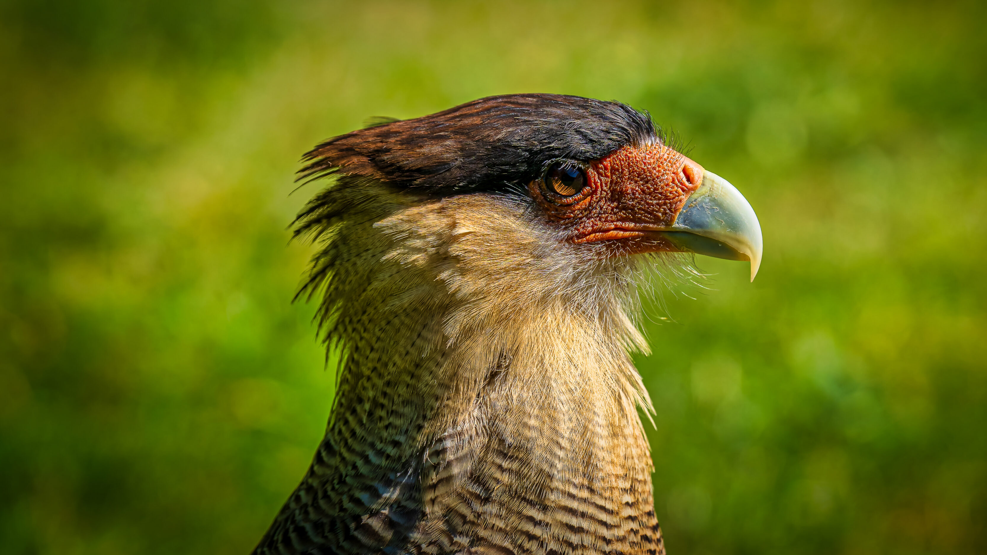 Southern Caracara At Puerto Blest, Argentina