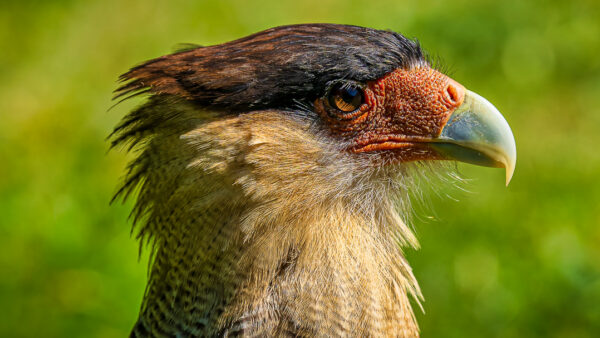 Southern Caracara At Puerto Blest, Argentina