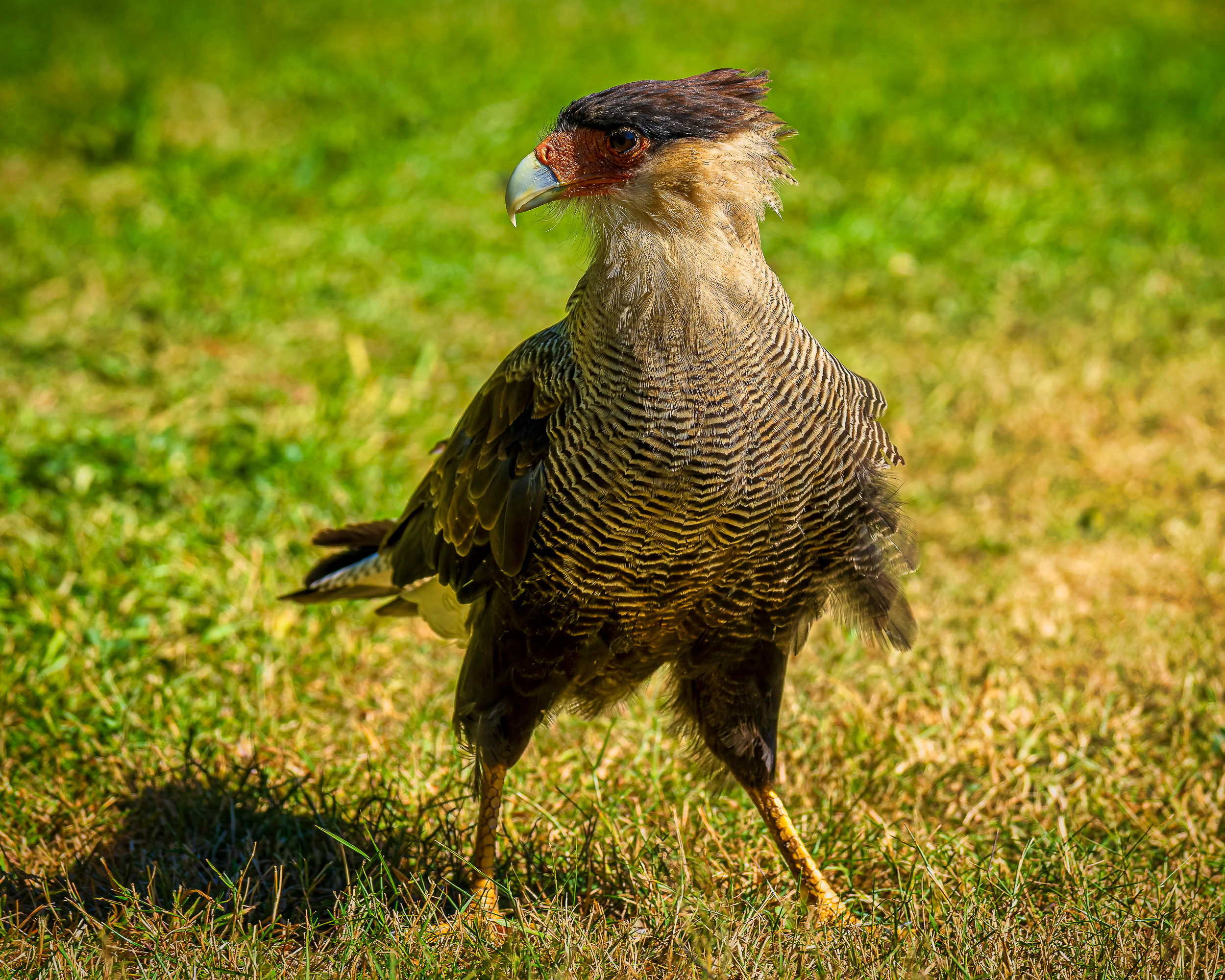 Southern Caracara At Puerto Blest, Argentina
