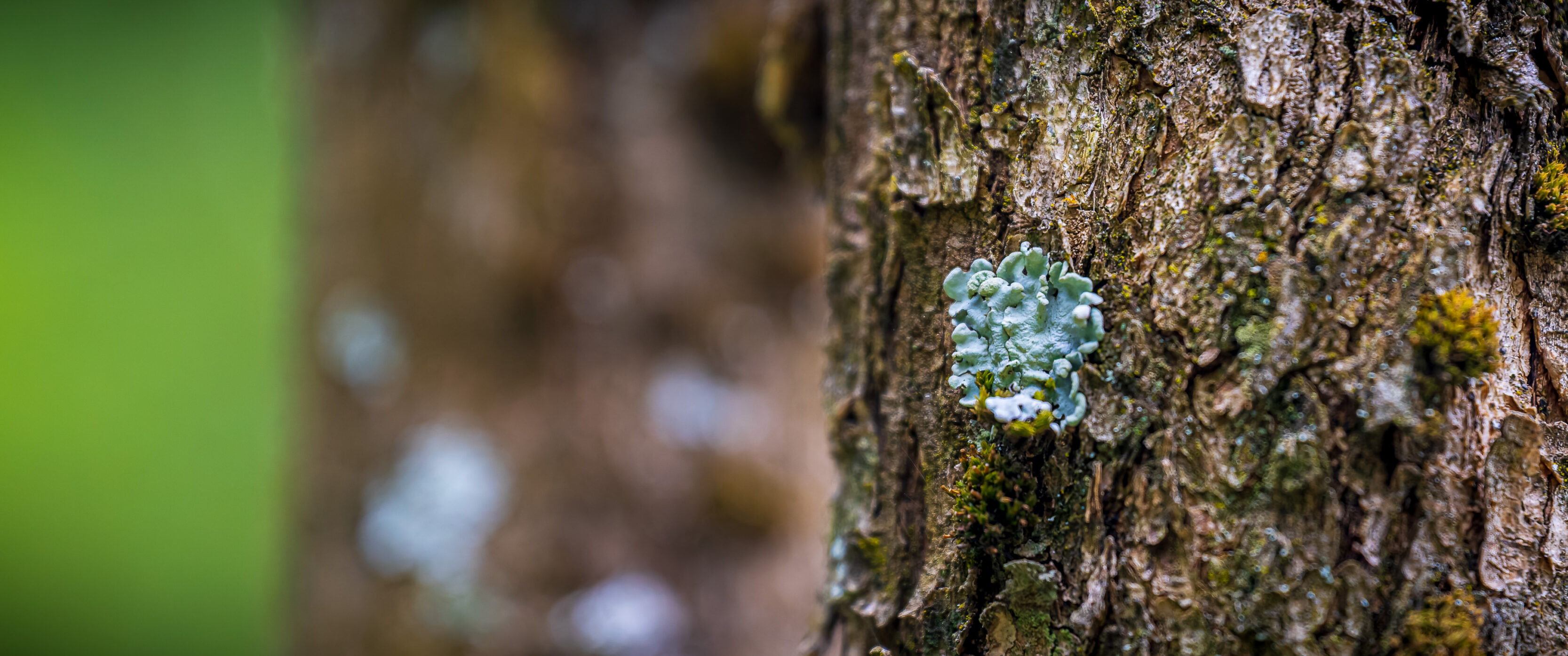 Wandering The Patagonia Brewery Company