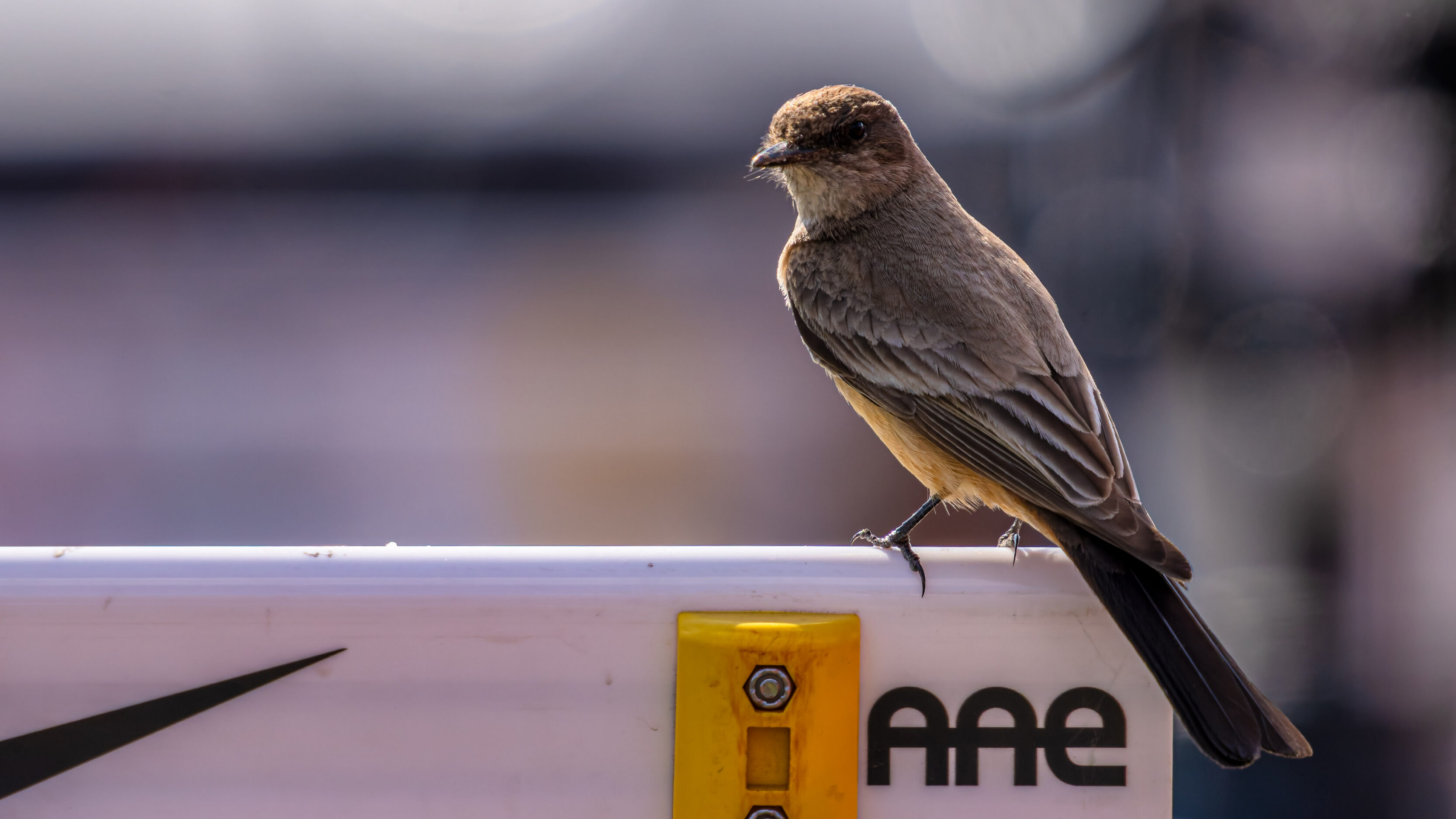 Flycatchers