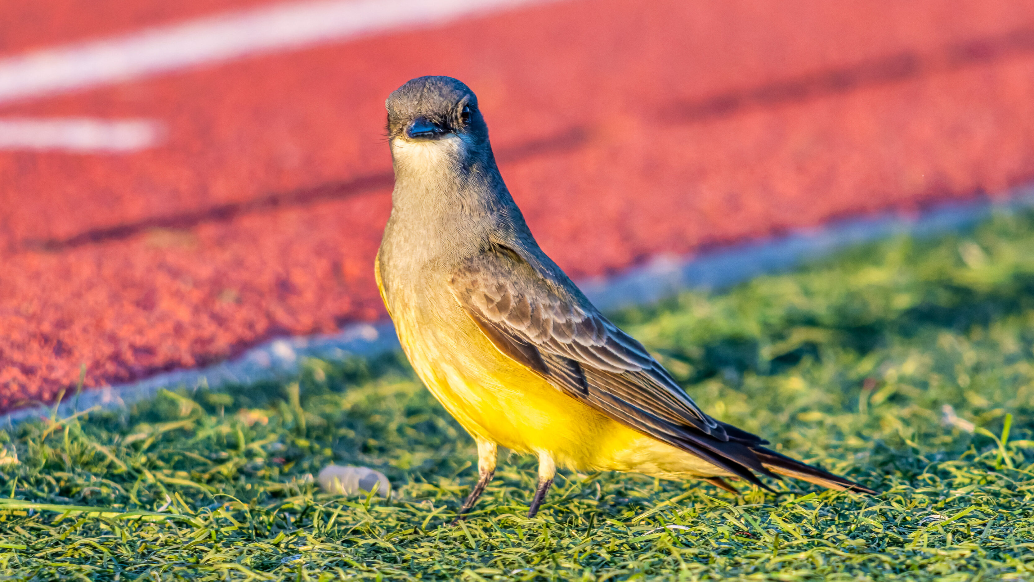 Flycatchers