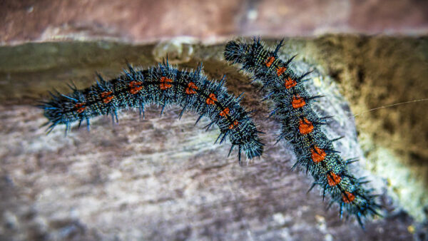 Mourning Cloak Caterpillars