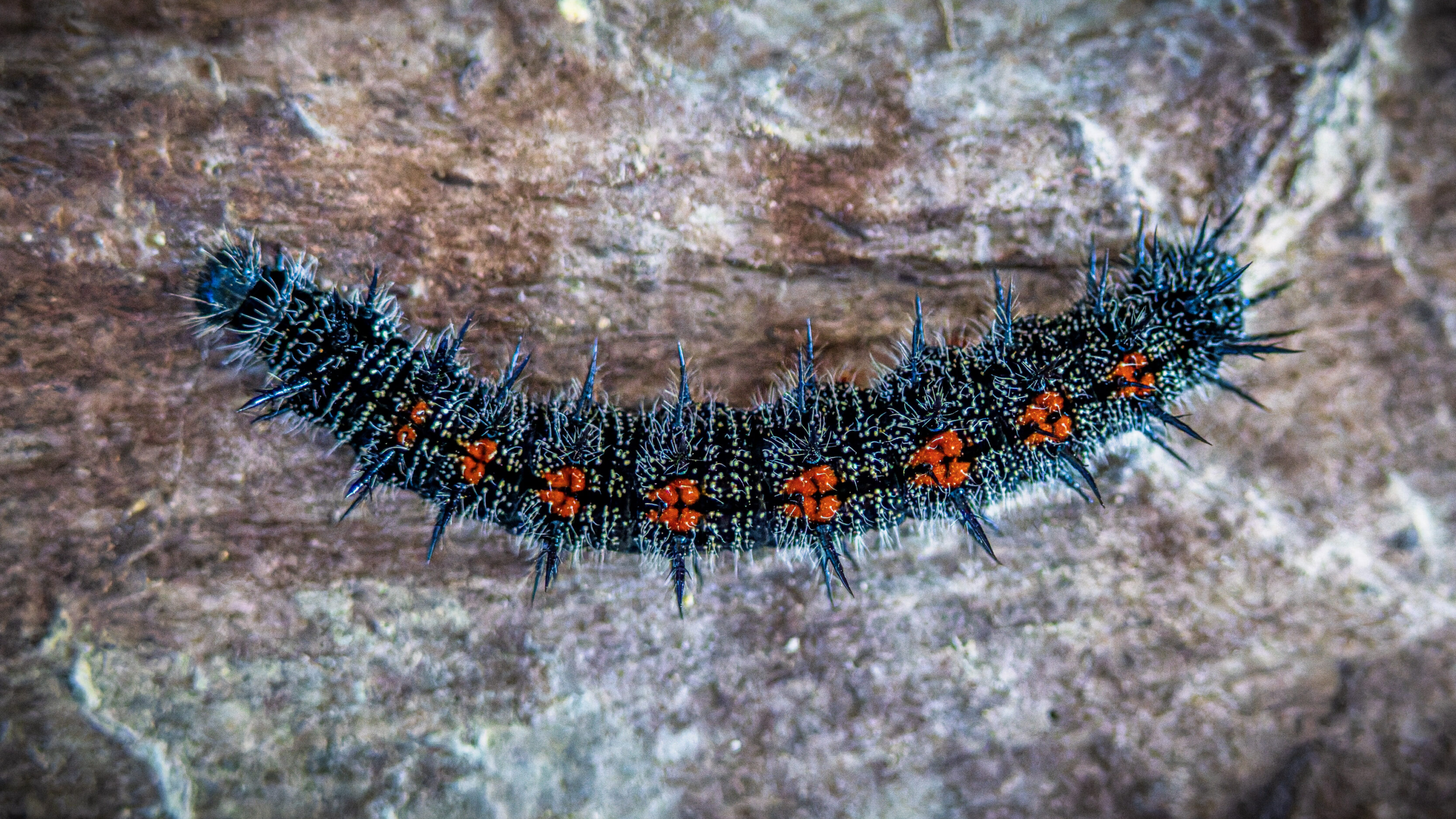 Mourning Cloak Caterpillars