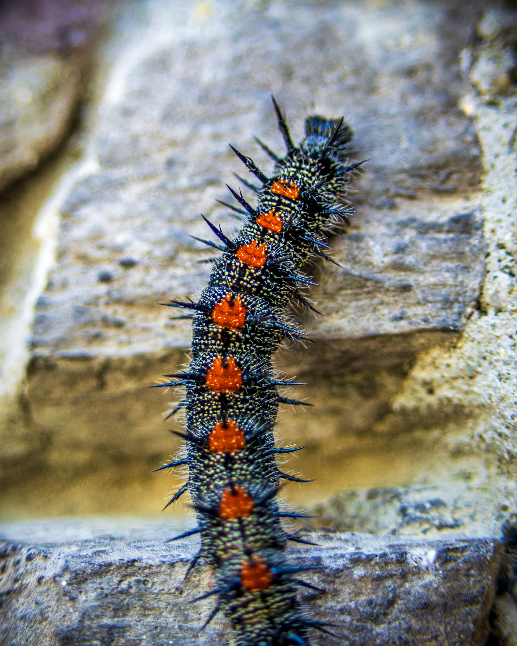 Mourning Cloak Caterpillars